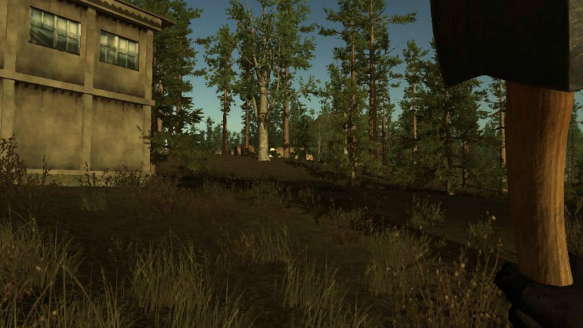 Larch - HD Wallpaper 