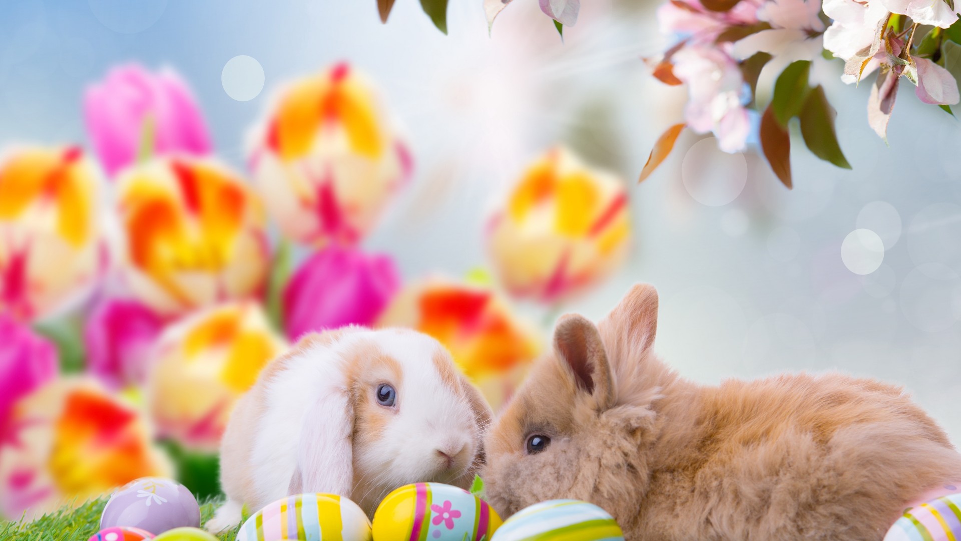 Domestic Rabbit - HD Wallpaper 