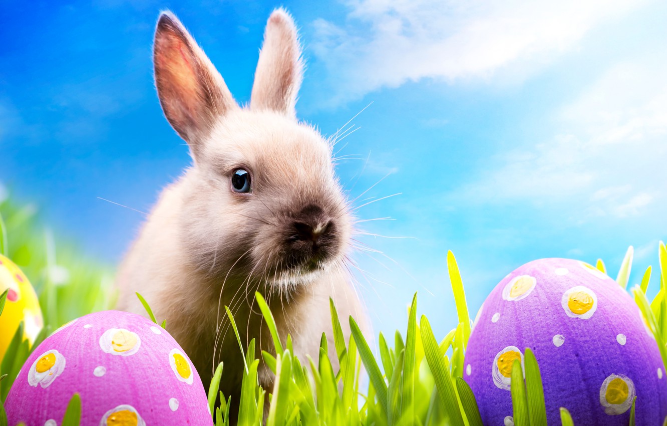 Photo Wallpaper Grass, Eggs, Spring, Rabbit, Meadow, - Easter Backgrounds For Android Phones - HD Wallpaper 