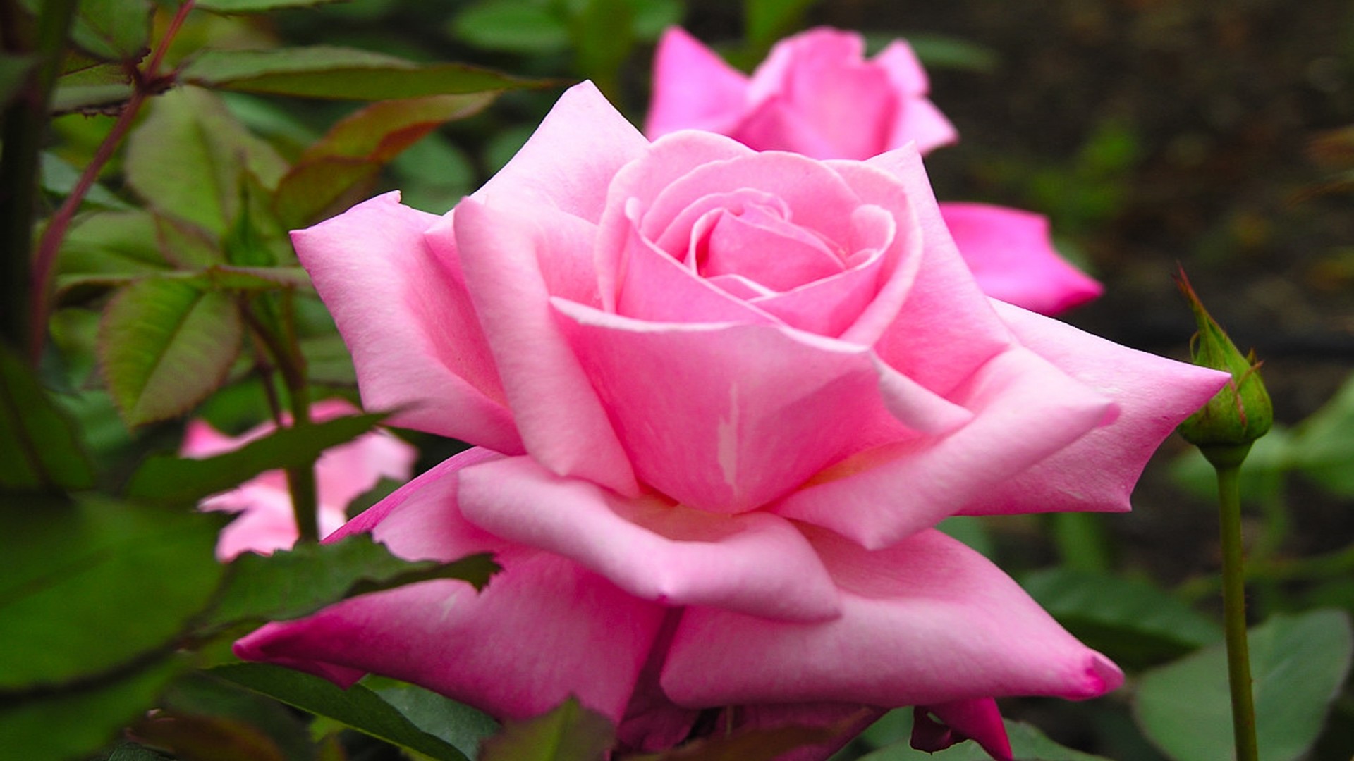 Rose Flowers - HD Wallpaper 