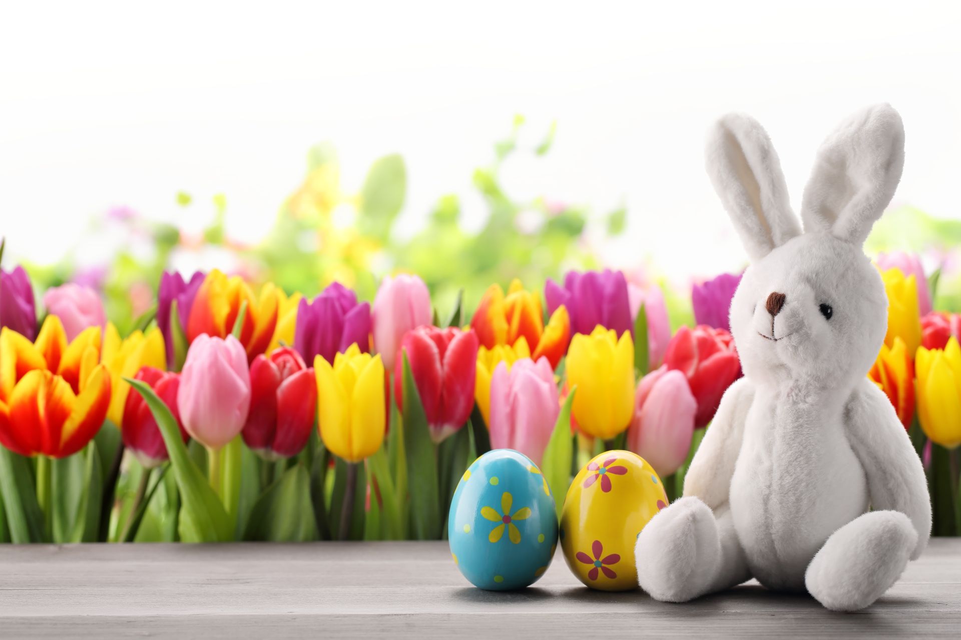 Cute White Easter Bunny And Eggs - Bunny Cute Easter Backgrounds - HD Wallpaper 