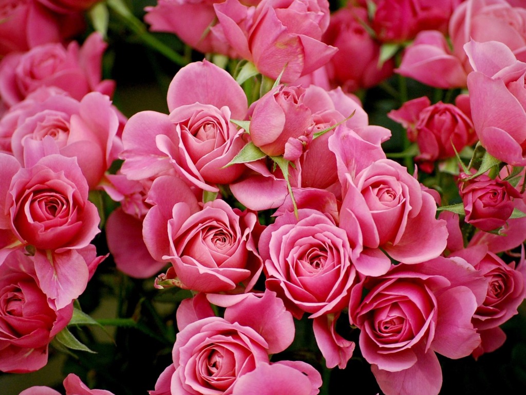 Pink Desktop Wallpaper Flowers - HD Wallpaper 
