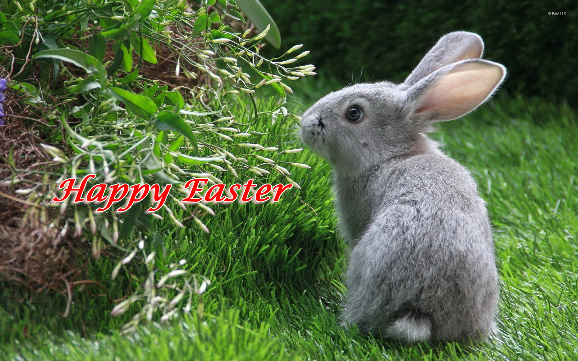 Tenere Un Coniglio In Giardino - HD Wallpaper 