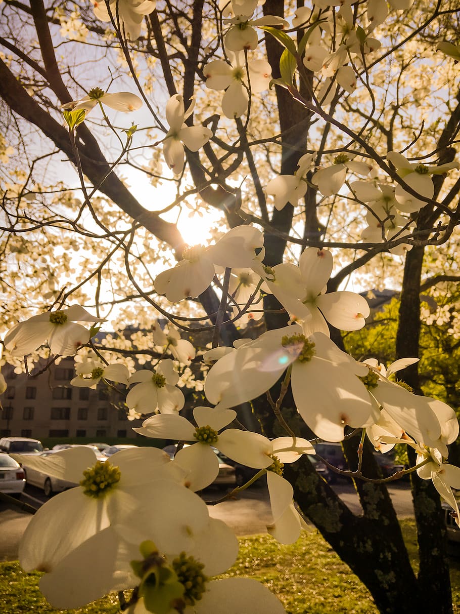 White Spring Flower Sunset - HD Wallpaper 