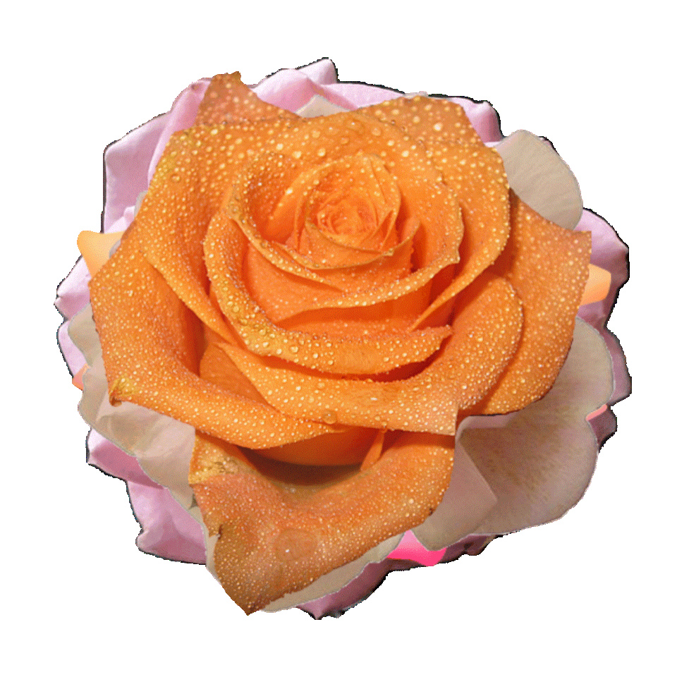 #gif #rose #aesthetic #color #dream #emoji #glitter - Peach Rose - HD Wallpaper 