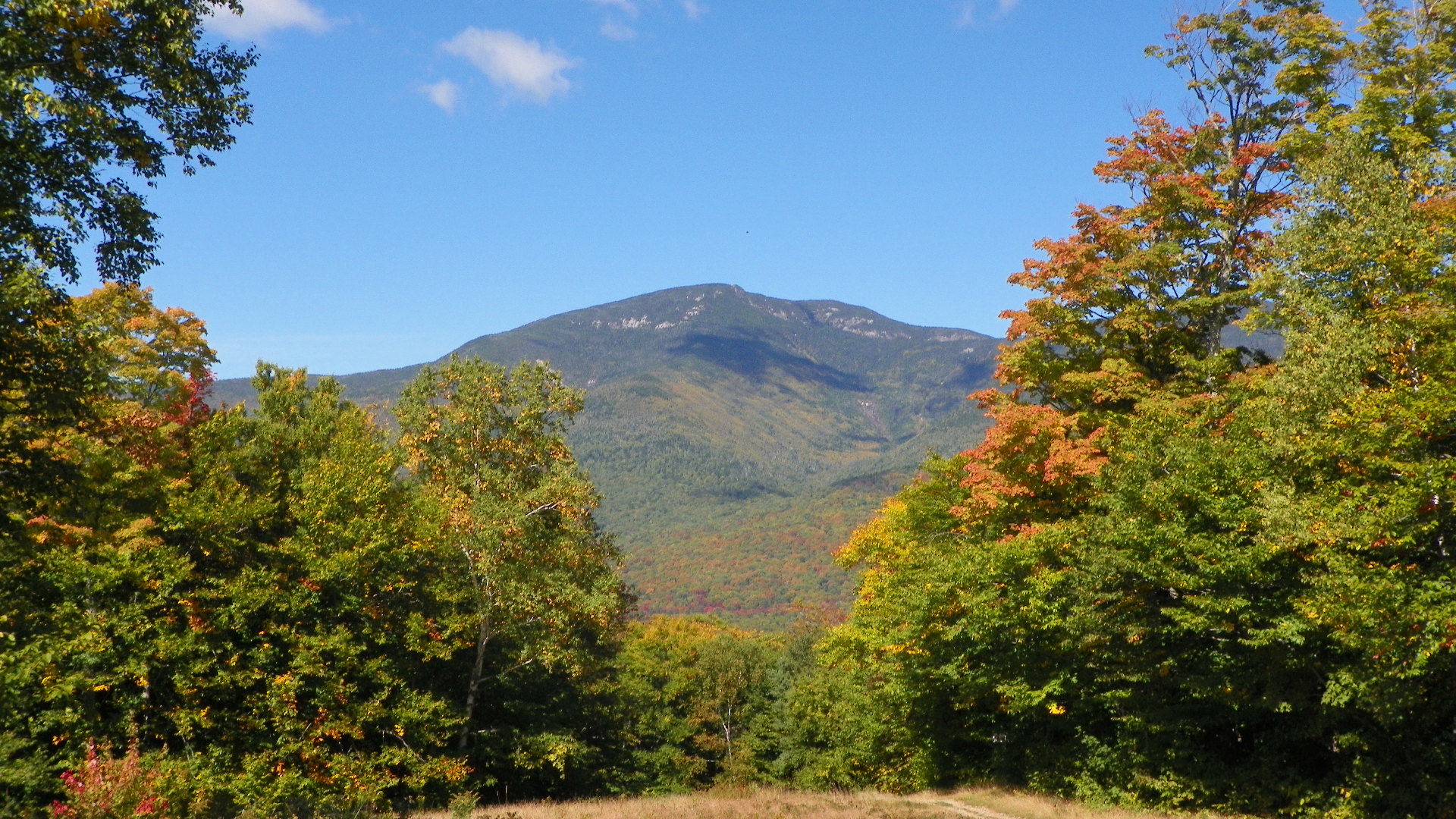 Larch - HD Wallpaper 