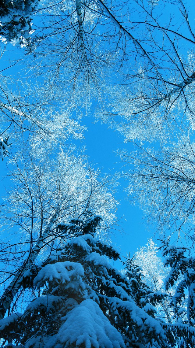 Winter, 5k, 4k Wallpaper, Forest, Fir-tree, Snow, Winter - 4k Portrait ...