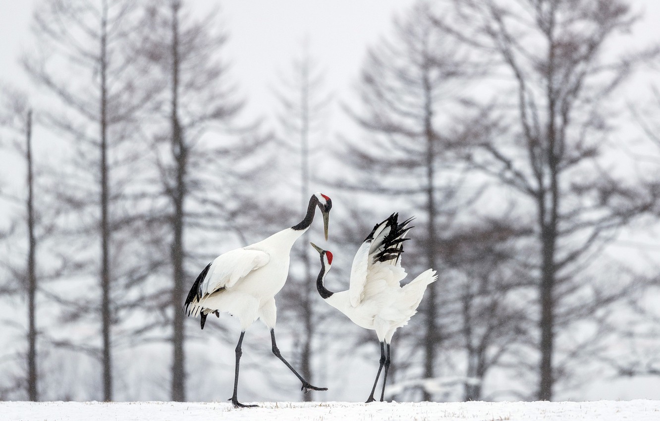 Photo Wallpaper Snow, Birds, Dance, Red-crowned Crane - Crane - HD Wallpaper 
