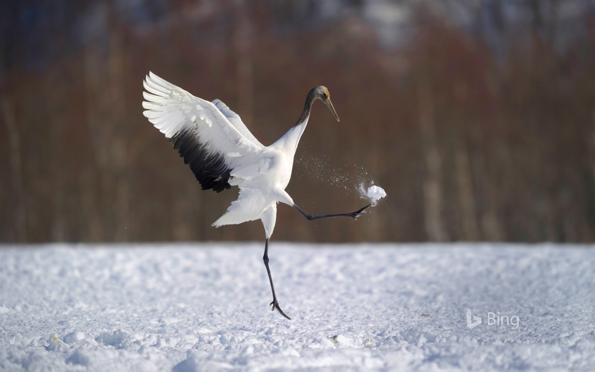 Japanese Crane - Japanese Crane In Hokkaido Bing - HD Wallpaper 