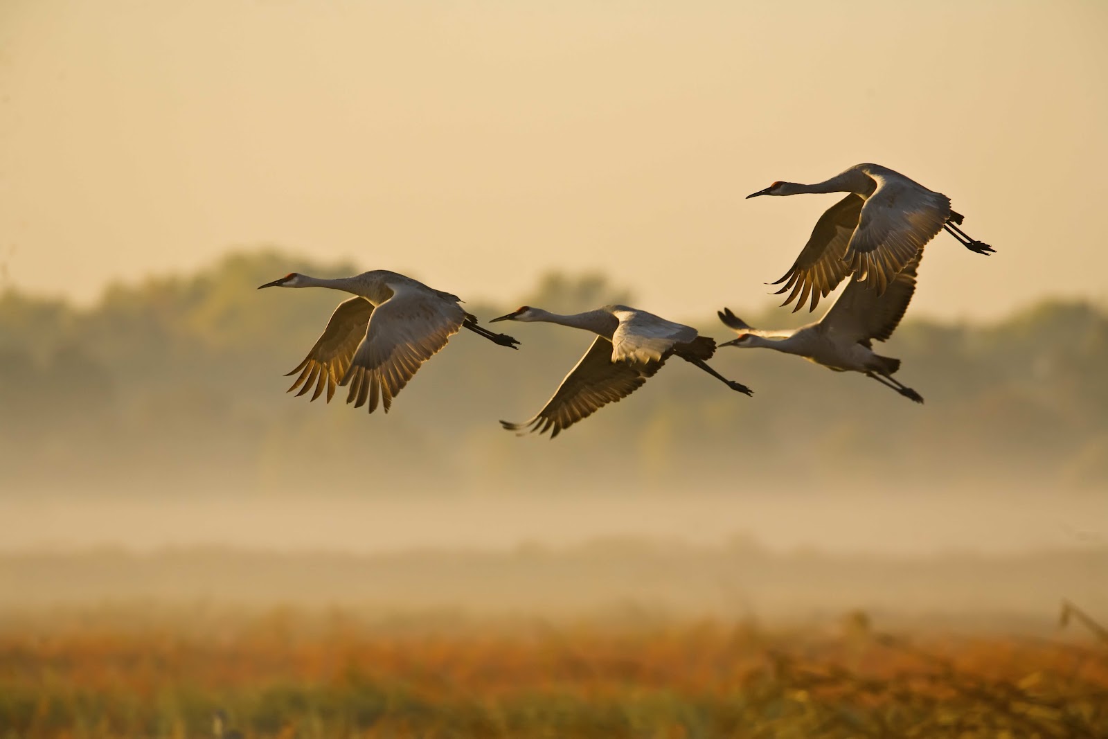Crane Wallpaper,crane Images,crane Photo,cute Crane,beautiful - Sandhill Cranes - HD Wallpaper 