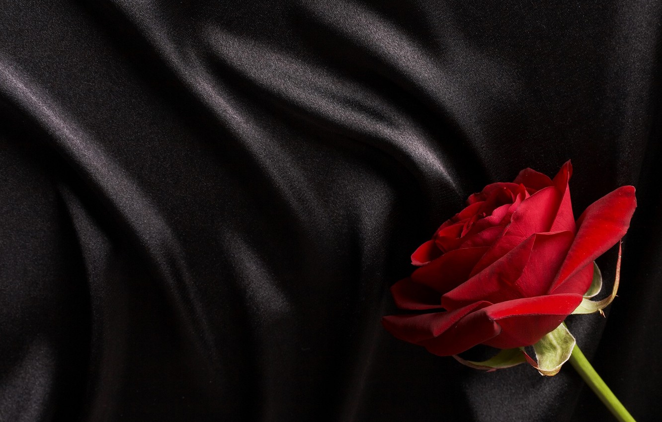 Photo Wallpaper Red, Black, Rose, Silk, Satin - Red Rose On Black Silk Background - HD Wallpaper 