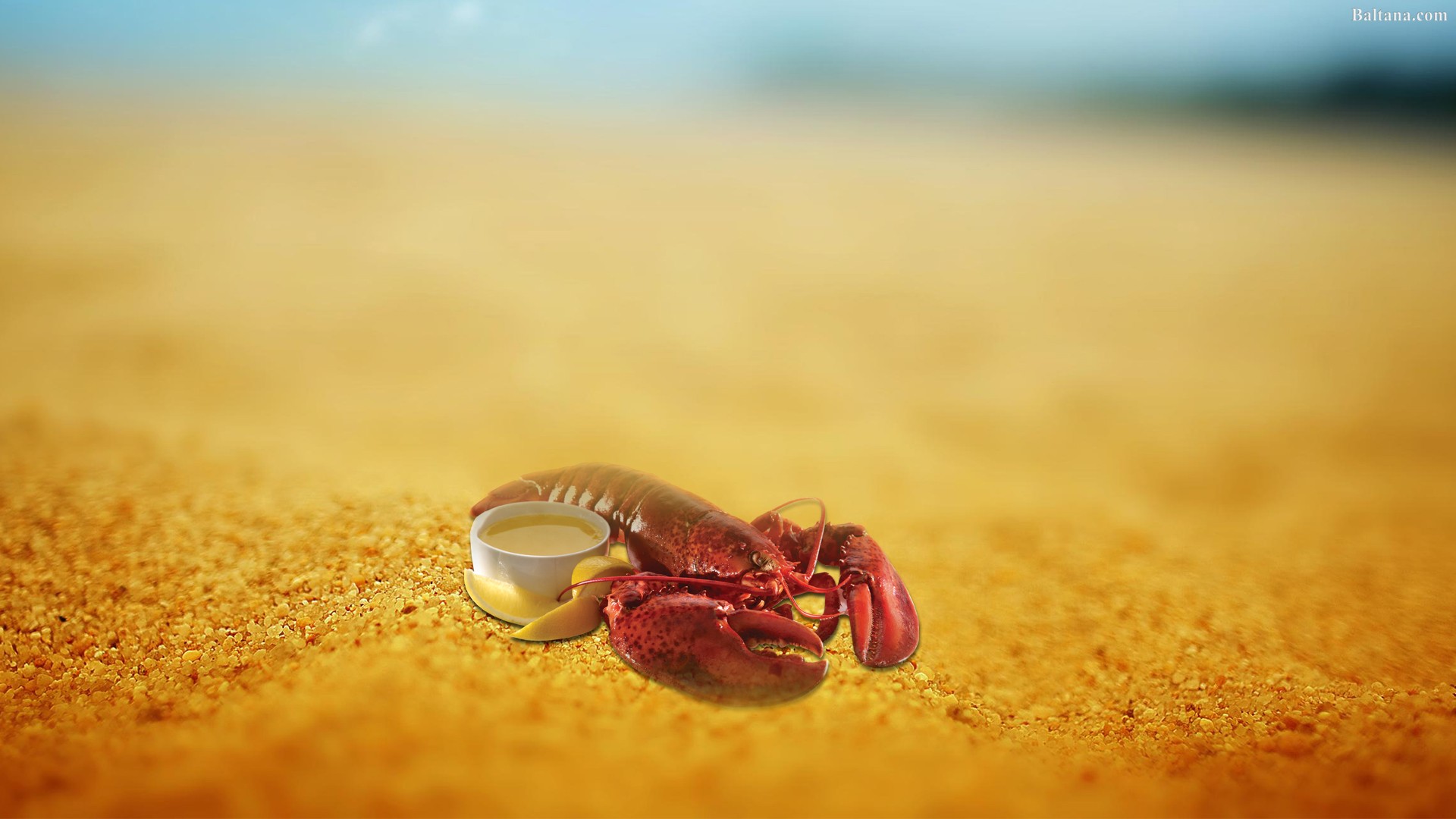 Lobster Hd Desktop Wallpaper - Hermit Crab Desktop Background - HD Wallpaper 