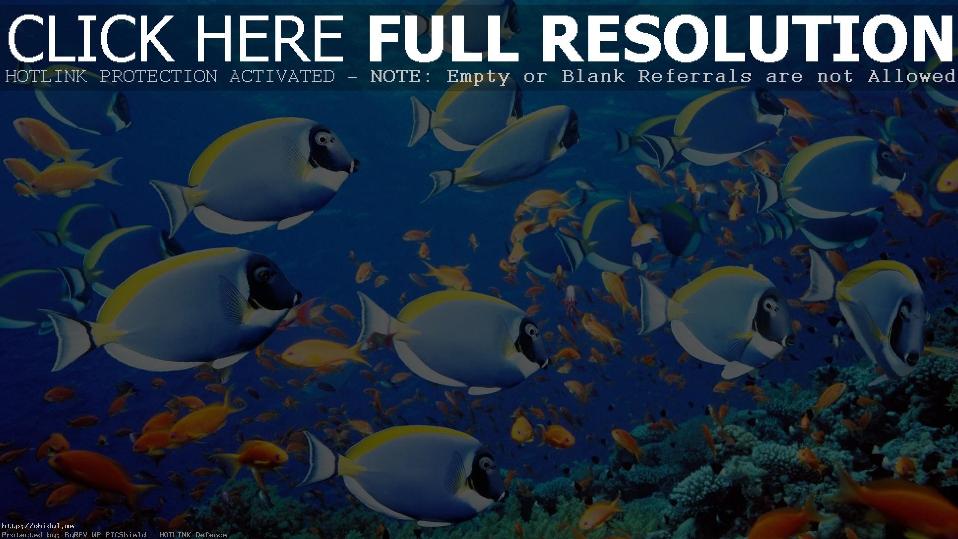 1920x1080, Sea Fish Wallpaper 45340 Beauteous 
 Data - Warren Street Tube Station - HD Wallpaper 