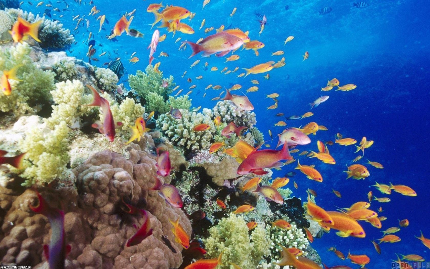 Stunning Tropical Fish Photo - Puerto Galera Coral Reefs - HD Wallpaper 