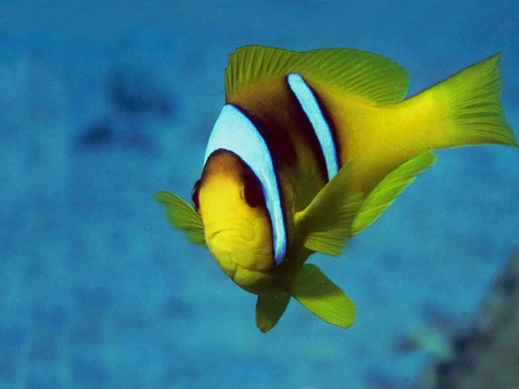 Tropical Fish Wallpaper Moving Free Download Wallpaper - Sfondi Desktop Pesci Tropicali - HD Wallpaper 