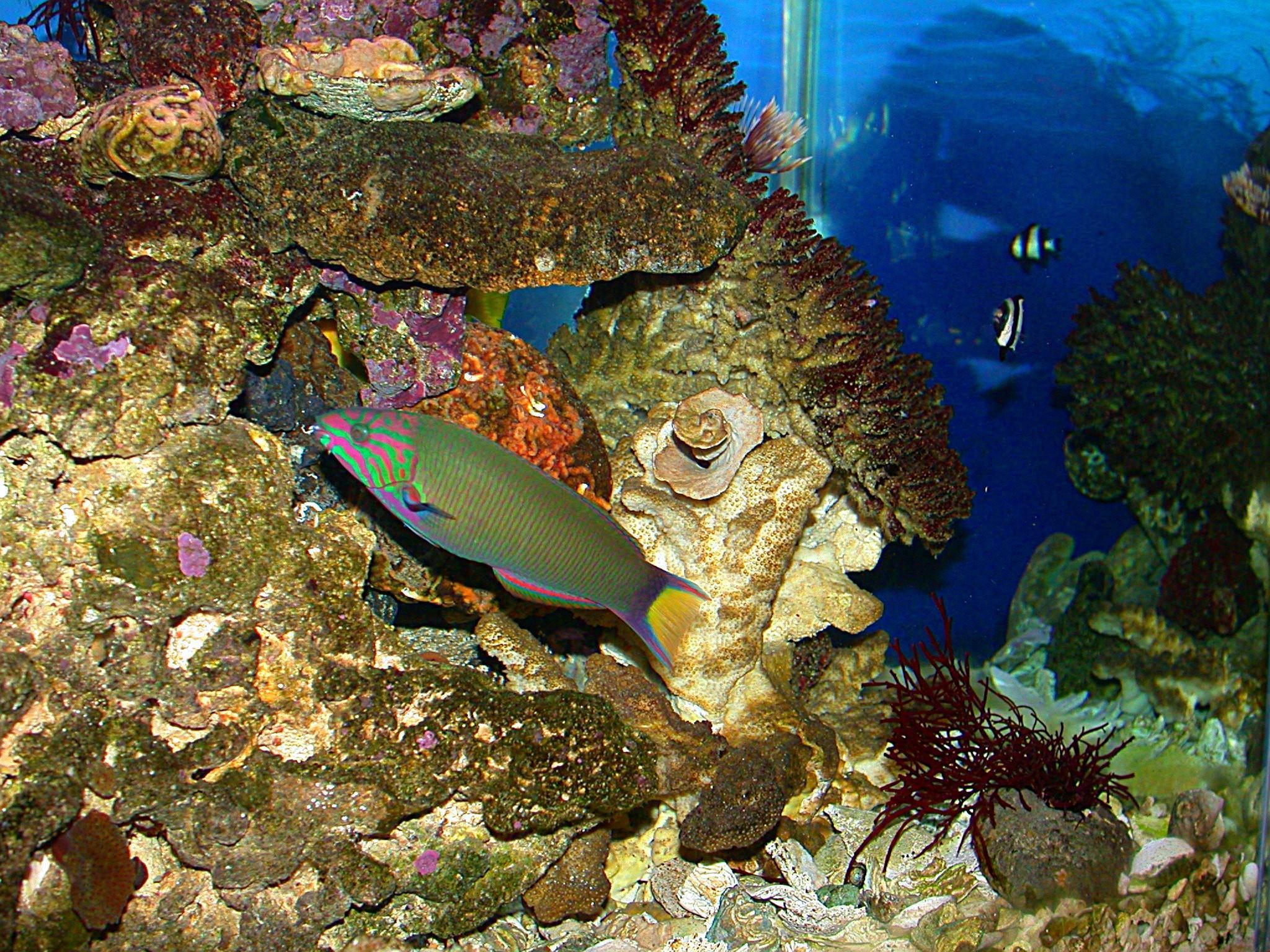 Tropical Fish Wallpaper - Tropical Fish - HD Wallpaper 