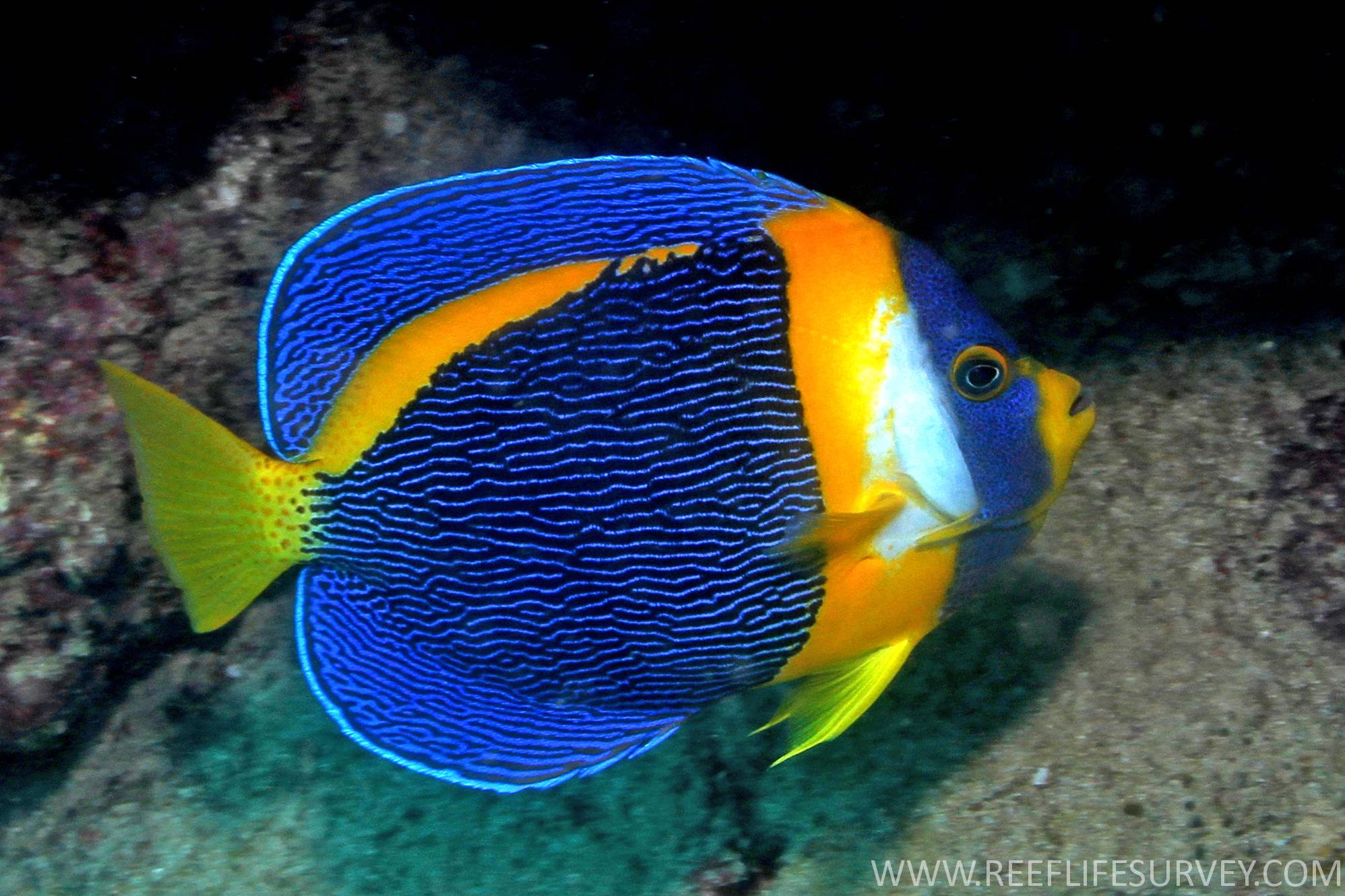 Tropical Fish Wallpaper - Scribbled Angelfish - HD Wallpaper 