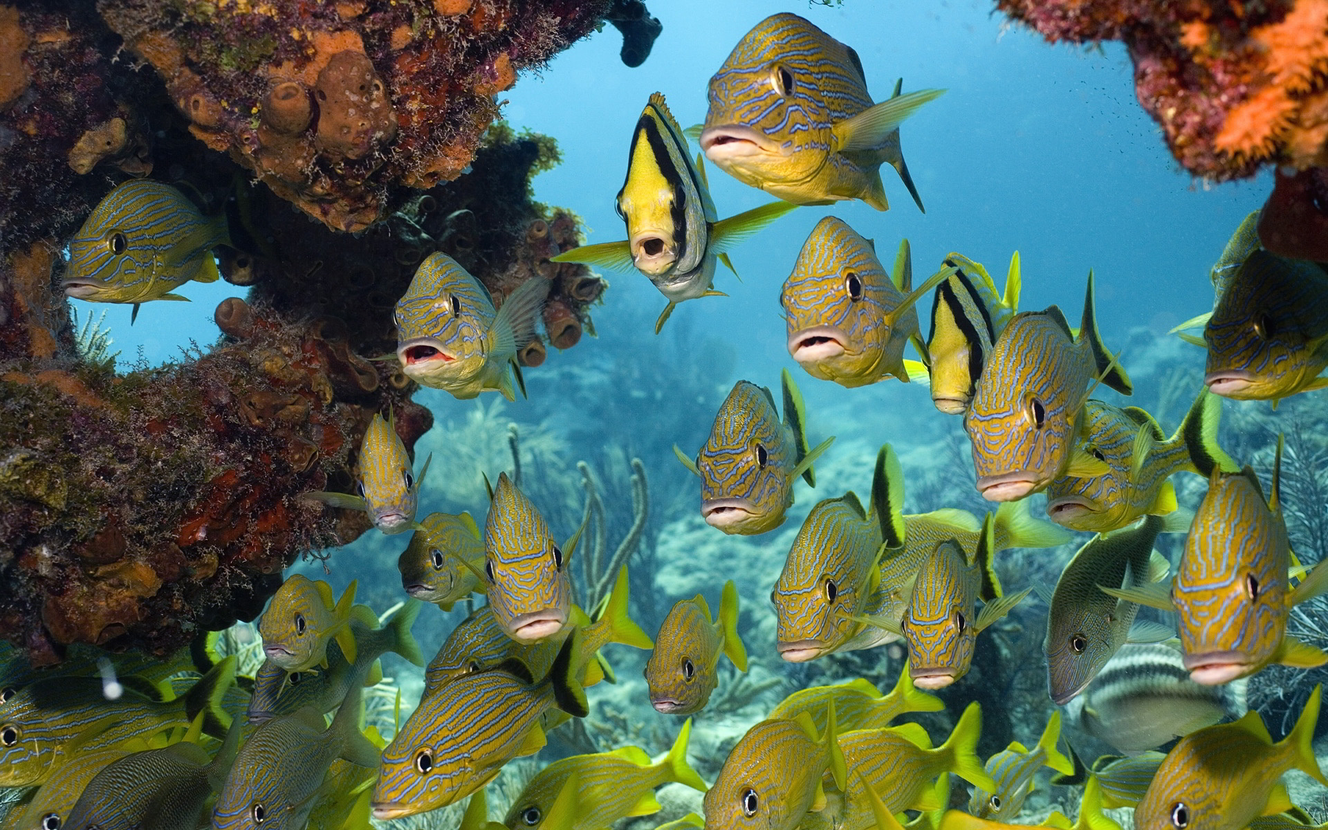 Tropical Fish Swarm - HD Wallpaper 