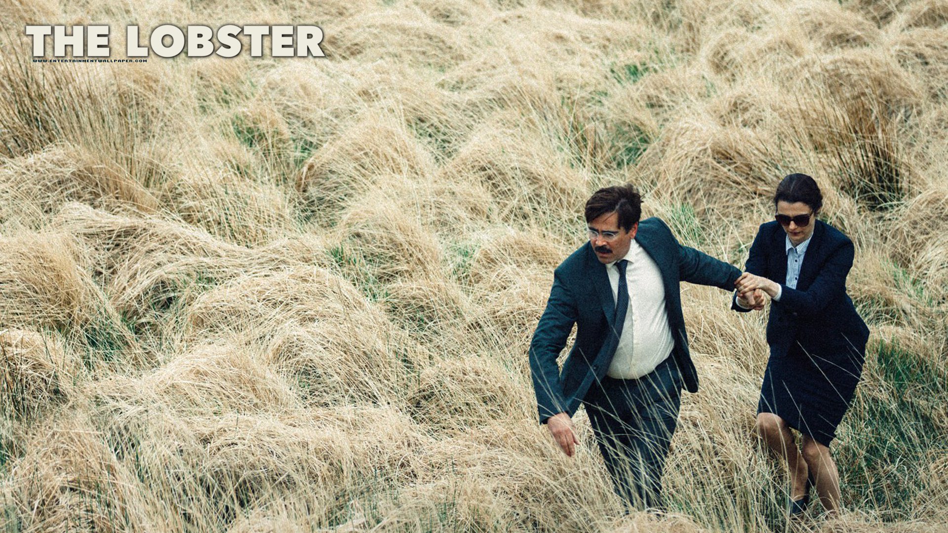 Lobster - HD Wallpaper 