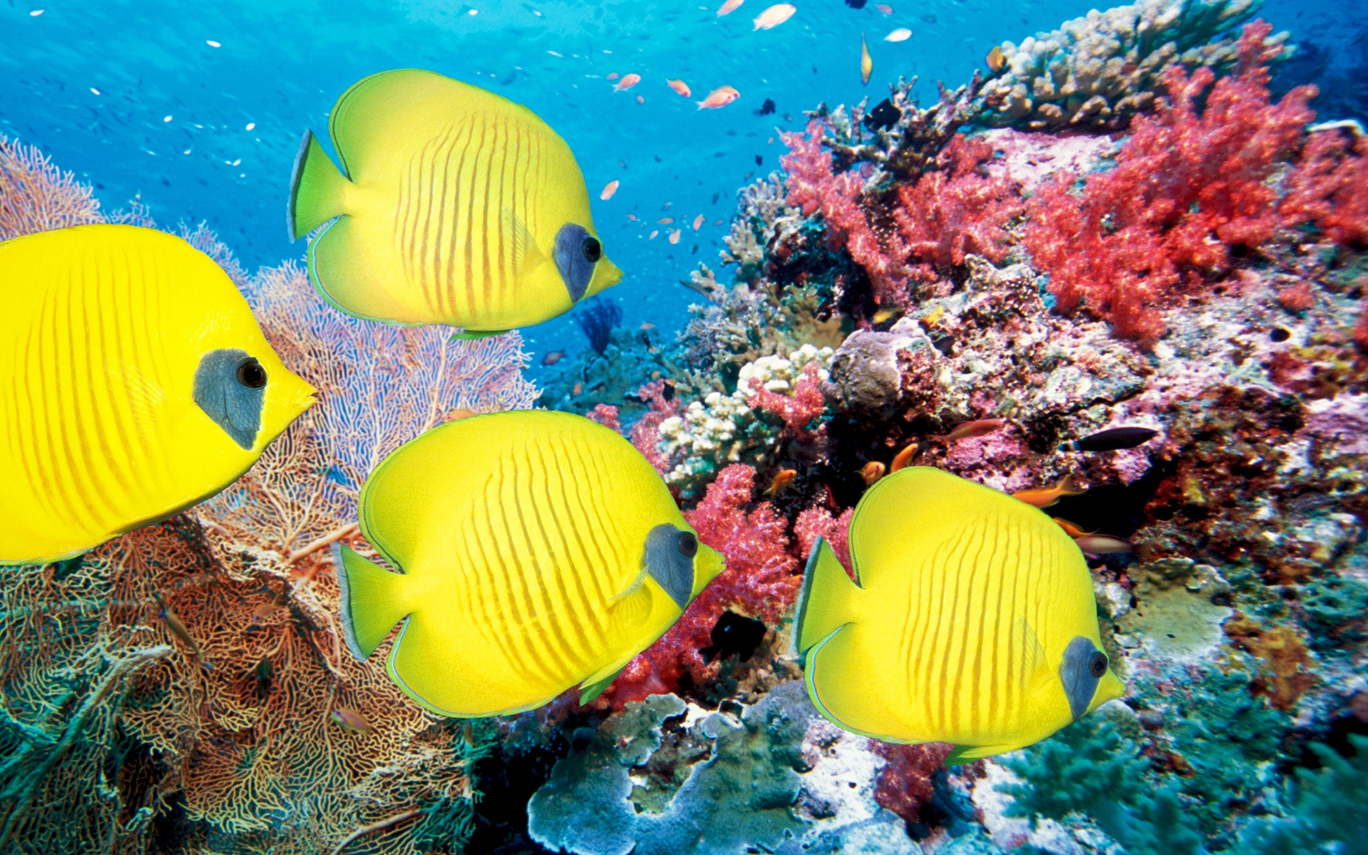 Tropical Fish In Coral Reef 1920x1200 Wallpaper Teahub Io