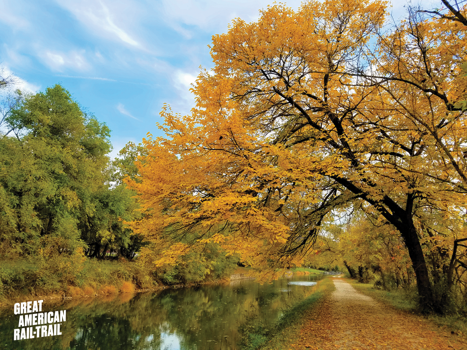 Maidenhair Tree - HD Wallpaper 