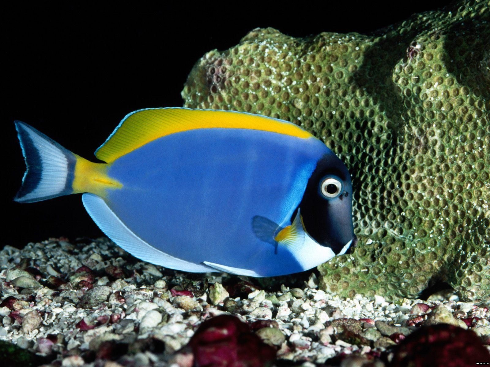 Colorful Tropical Fish Wallpaper Albums - Saltwater Powder Blue Tang - HD Wallpaper 