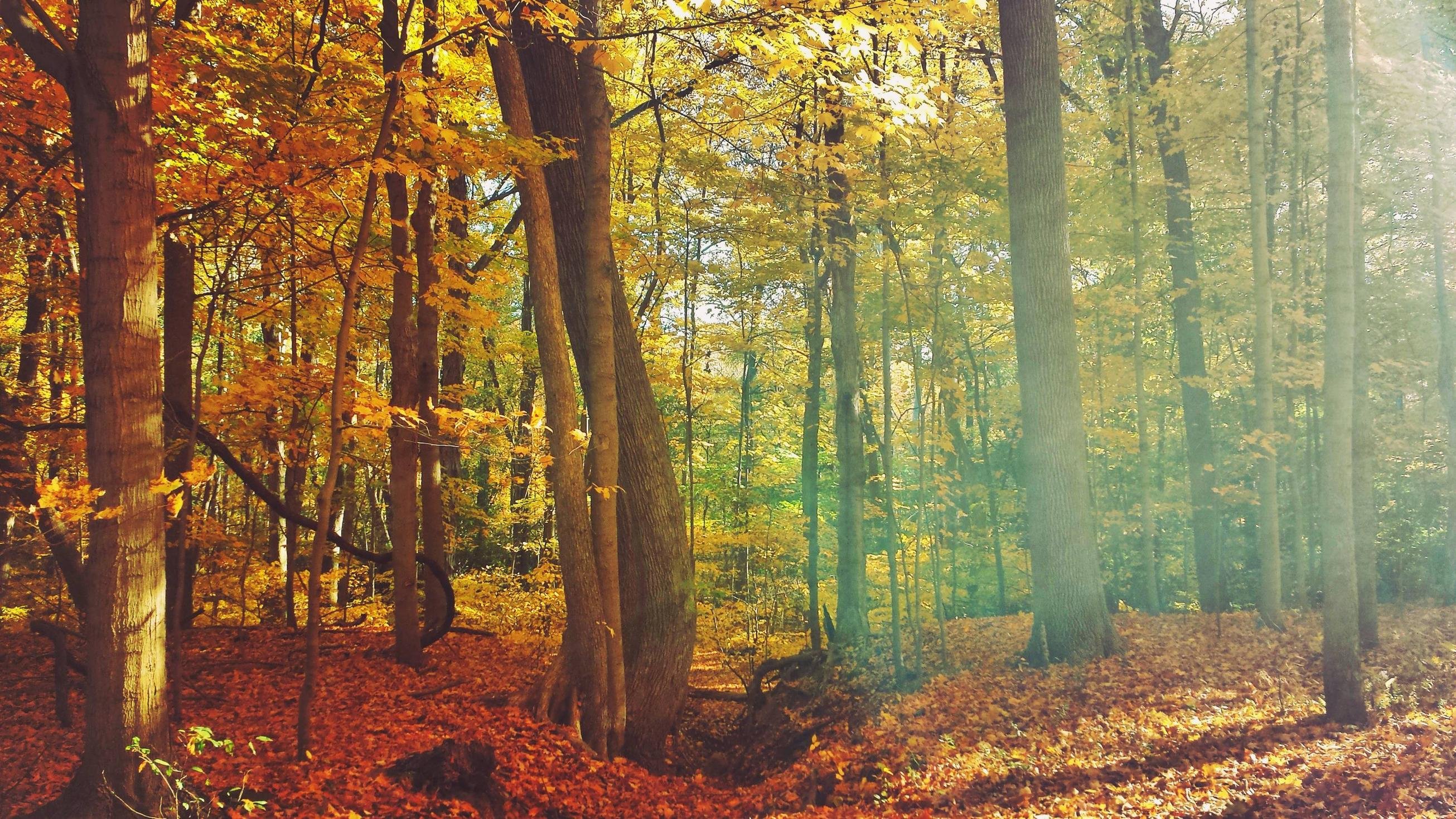 Autumn In The Midwest - Autumn - HD Wallpaper 