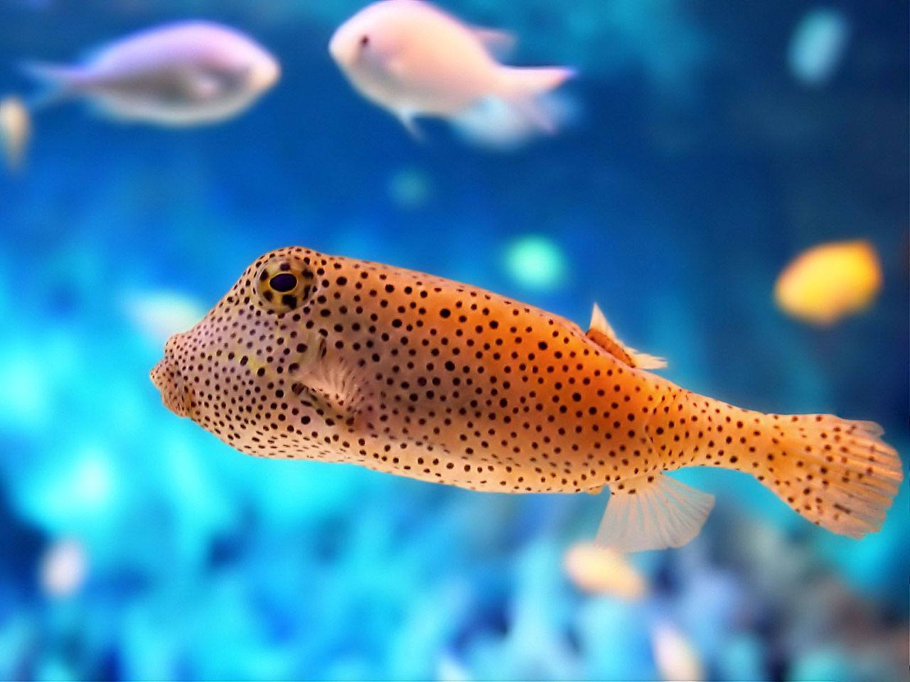 Tropical Fish Wallpaper - Yellow Fish With Black Dots - HD Wallpaper 