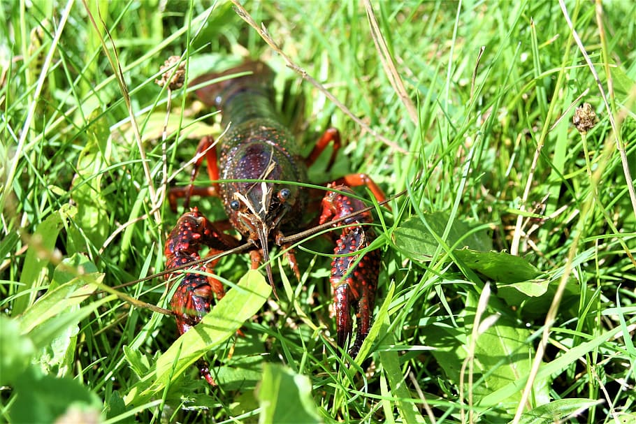 Crab, Crayfish, Lobster, Red, Crustacean, Crawfish, - Crustacean - HD Wallpaper 
