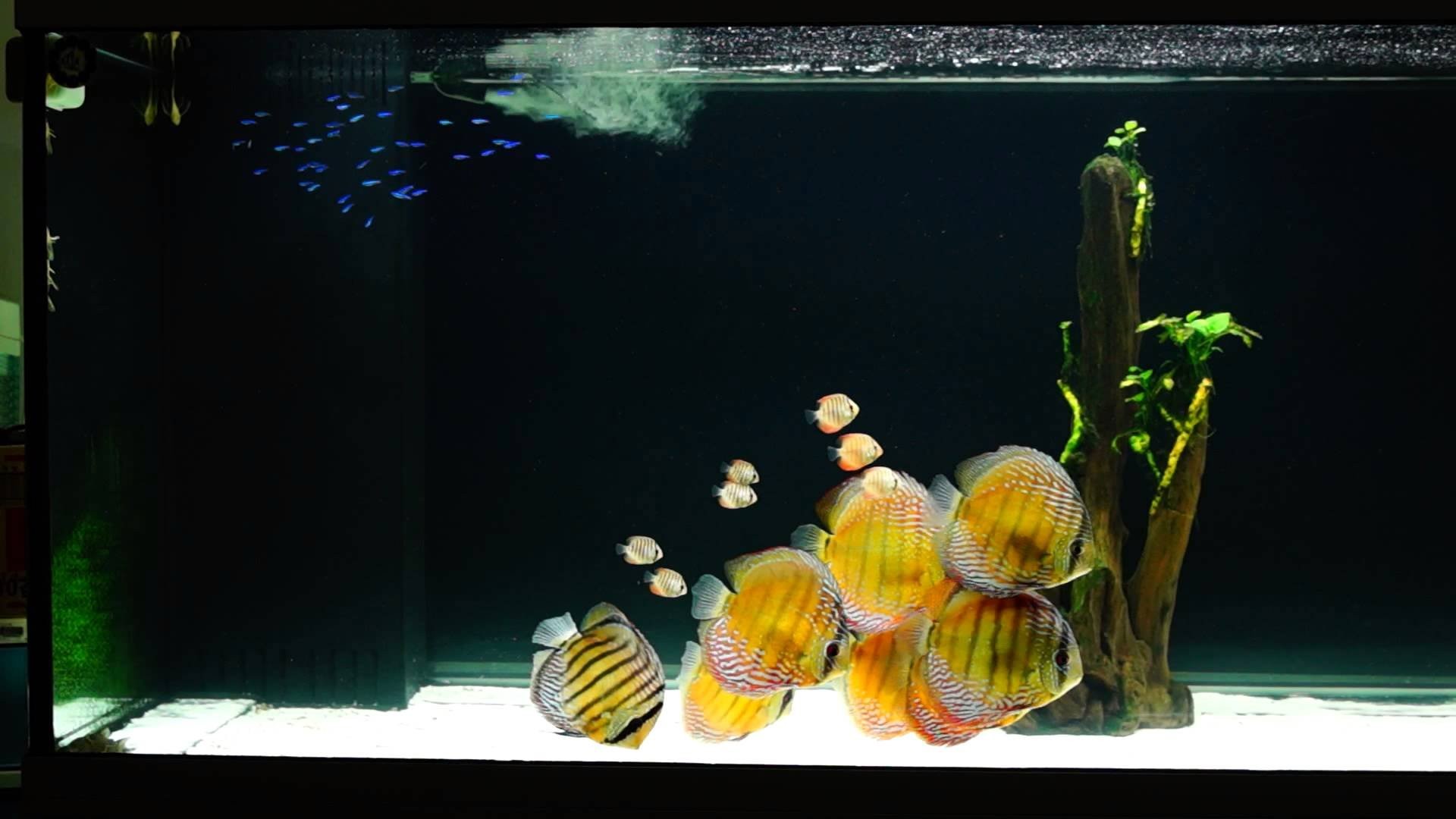 Wild Discus Fish Tank - HD Wallpaper 