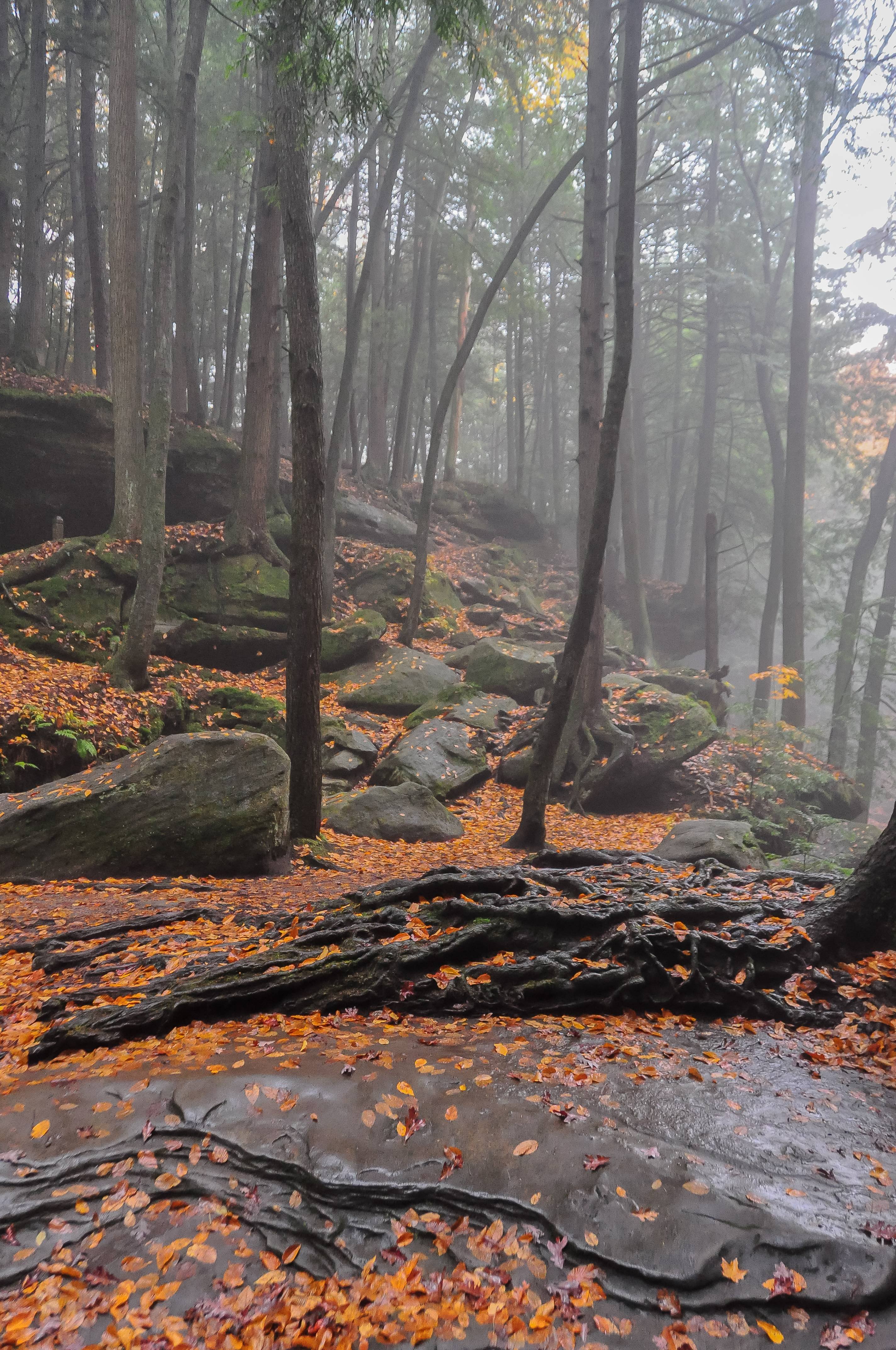 Misty Autumn Day In The Hocking Hills Of Ohio Wallpaper - HD Wallpaper 