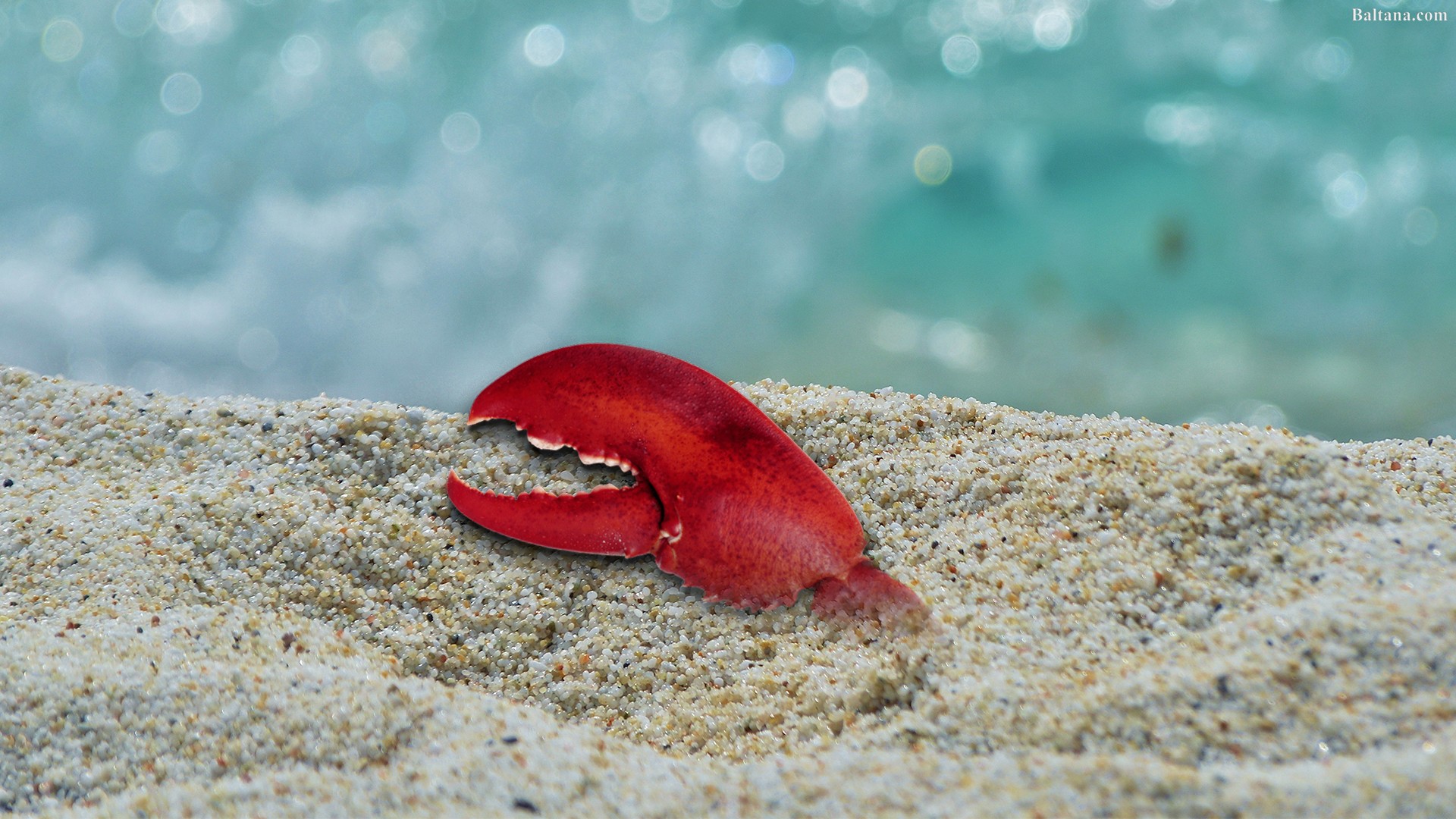 Lobster Best Wallpaper - Letras De Musicas De Natiruts - HD Wallpaper 