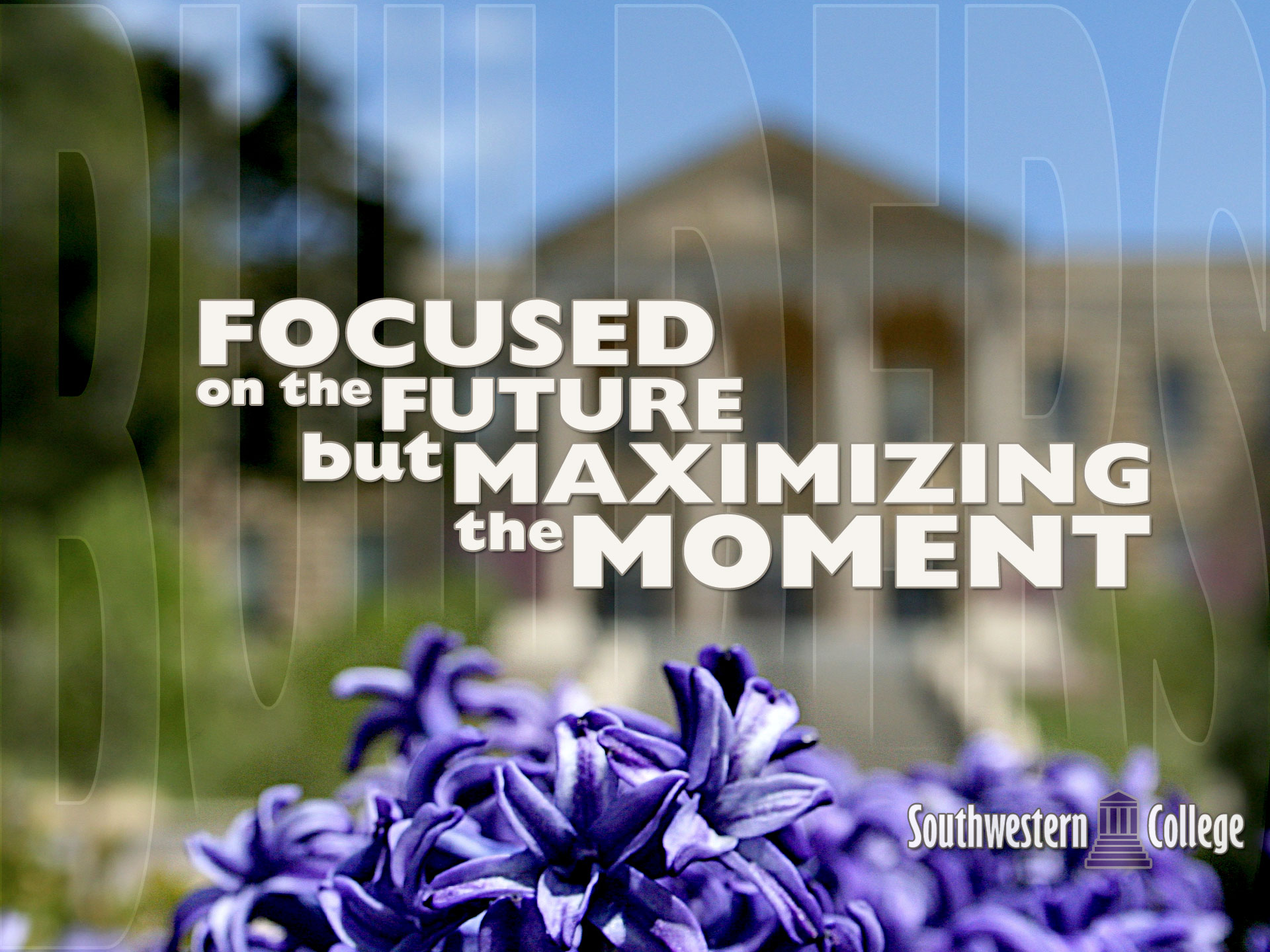 Hyacinth - HD Wallpaper 