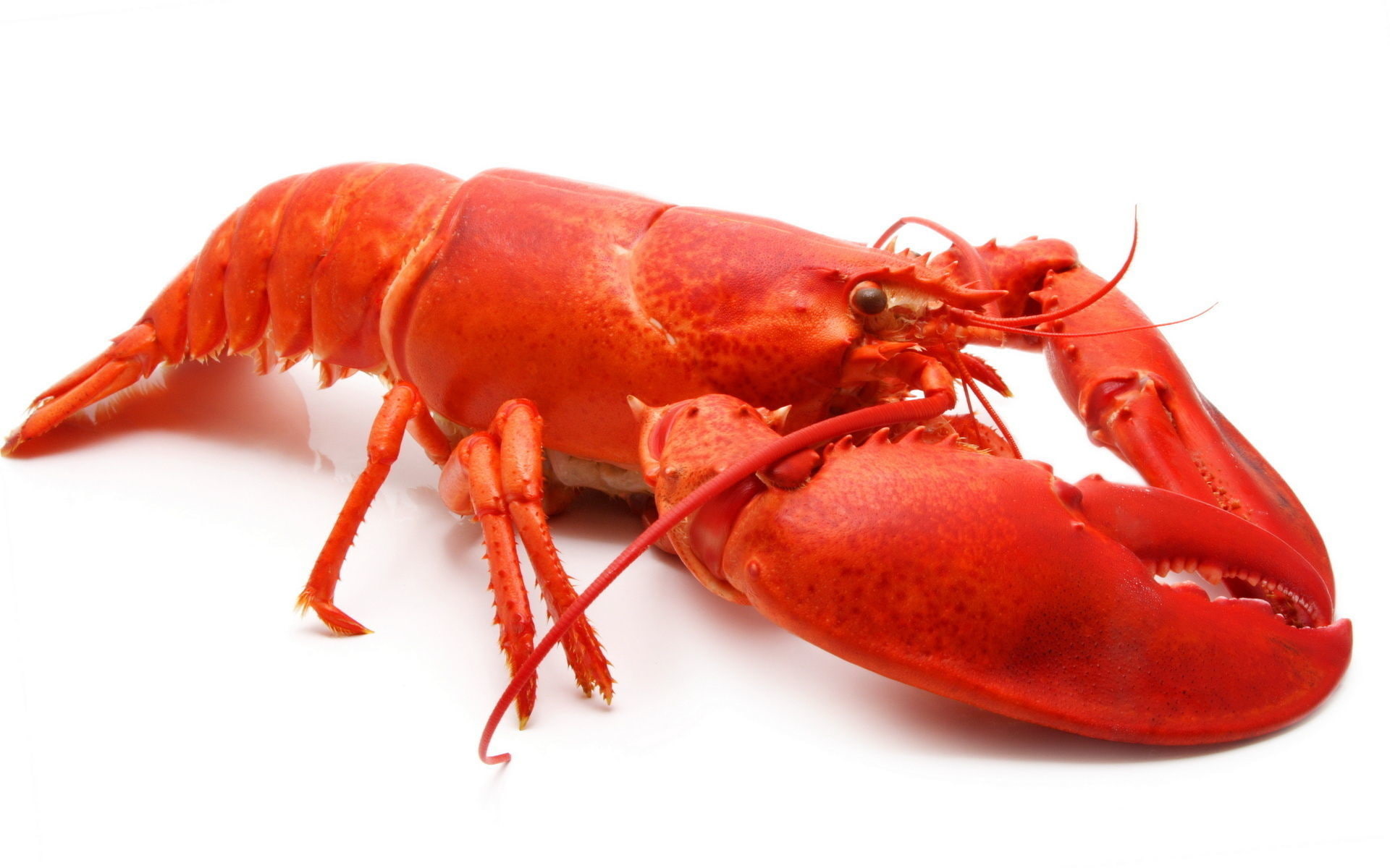 Lobster - HD Wallpaper 