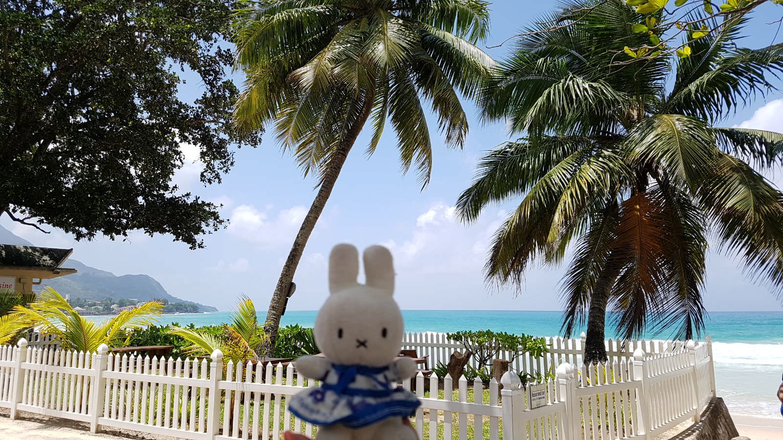 Attalea Speciosa - HD Wallpaper 