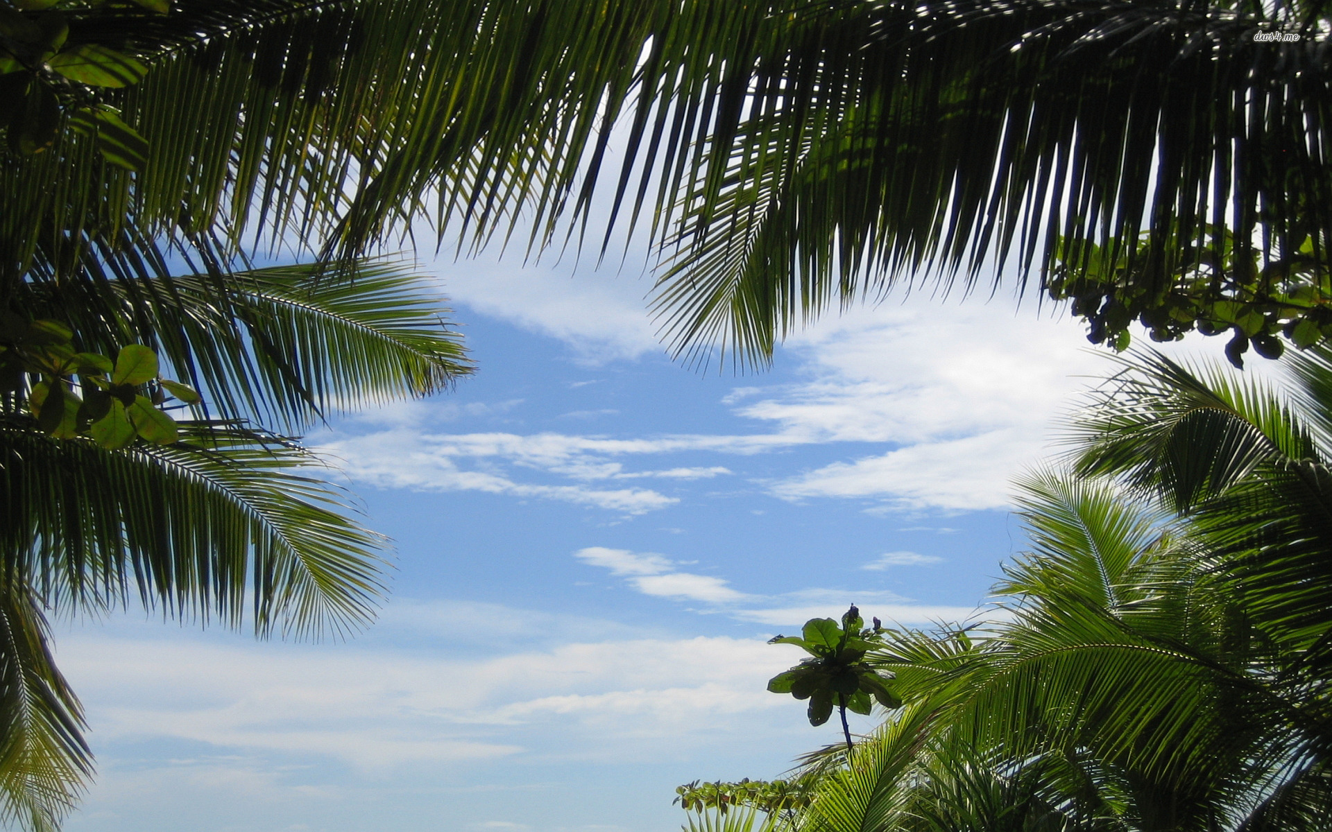 Tropical Sky - HD Wallpaper 