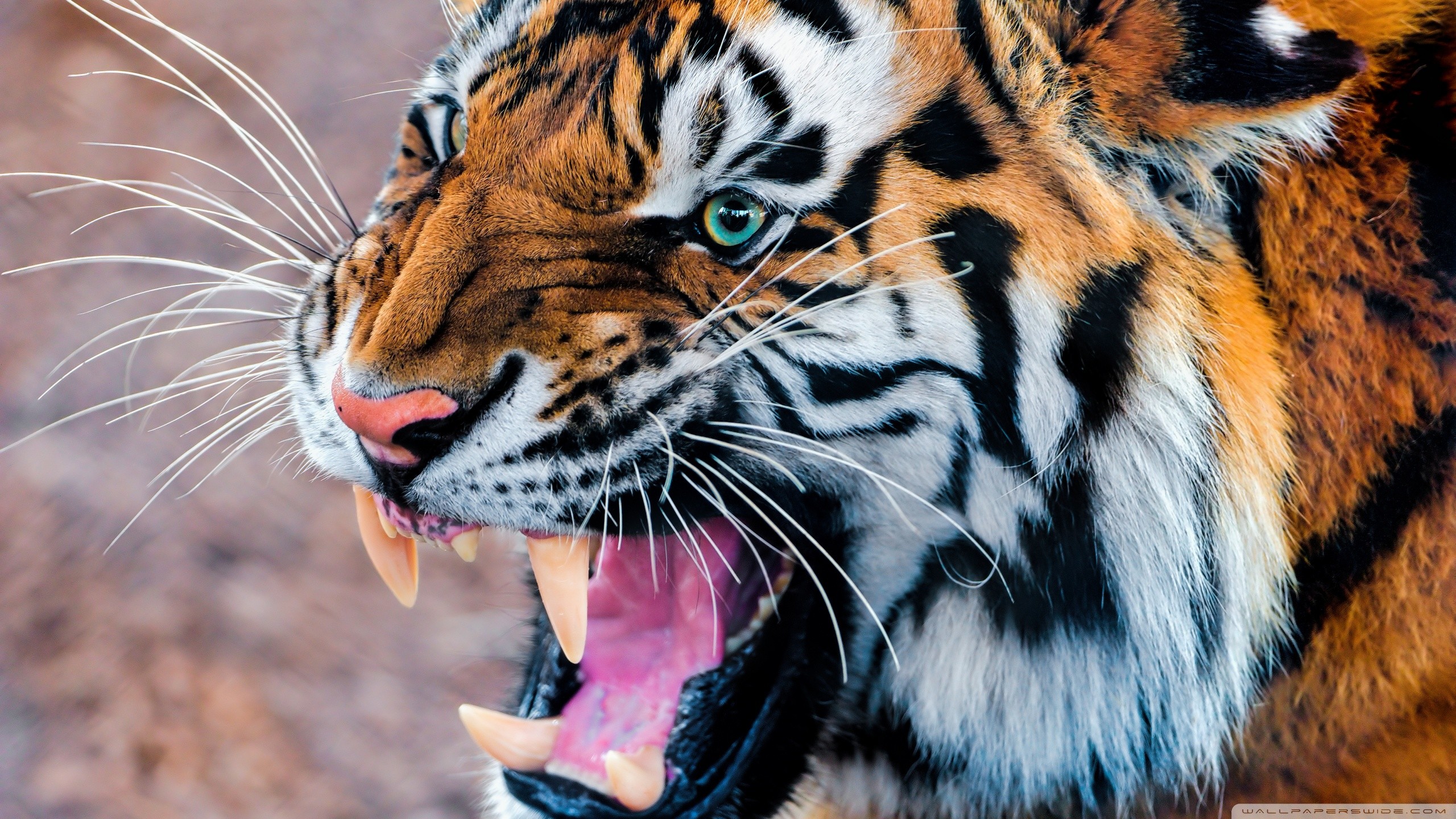 Tiger Wallpaper 3d Desktop - 1080p Tiger Images Hd - 2560x1440 Wallpaper -  