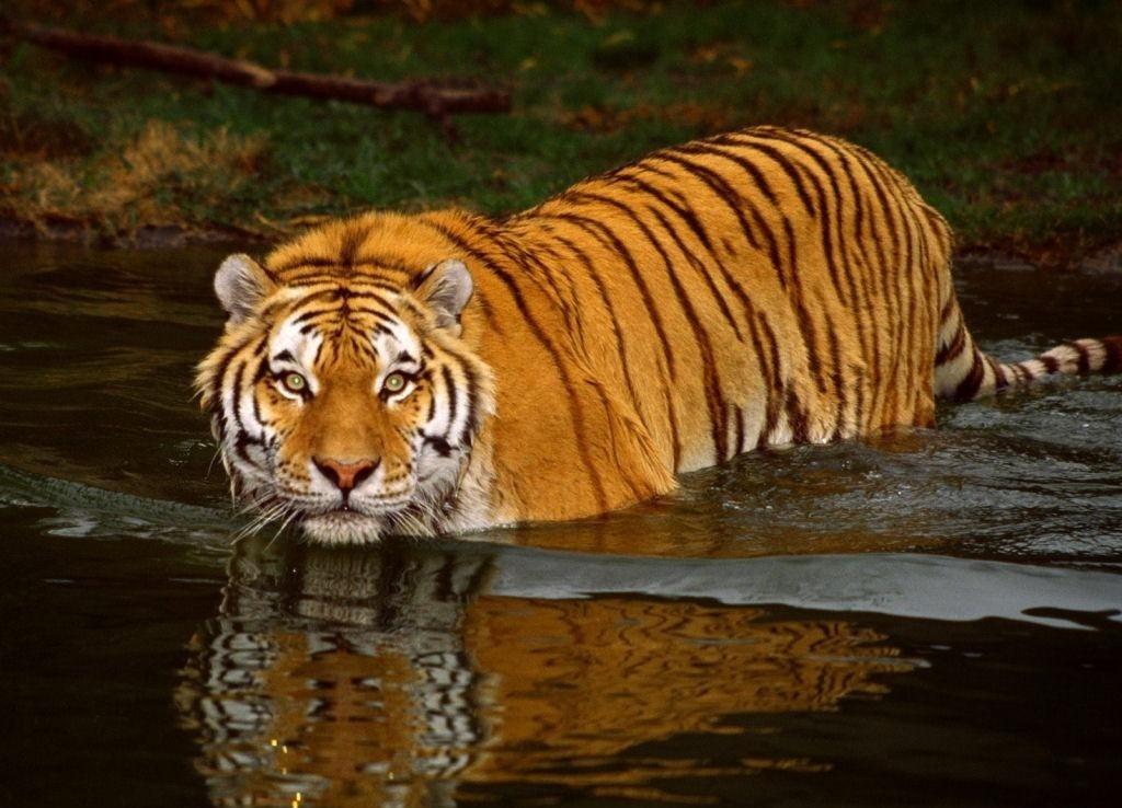 Tigre De Bengala Salvaje - HD Wallpaper 