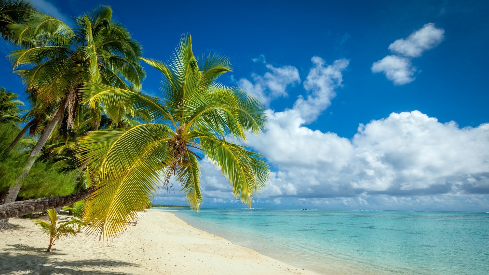 Island Beach Palm Trees - HD Wallpaper 