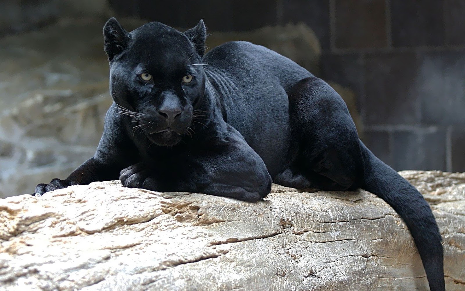 Black Panther Animal Laying Down - HD Wallpaper 