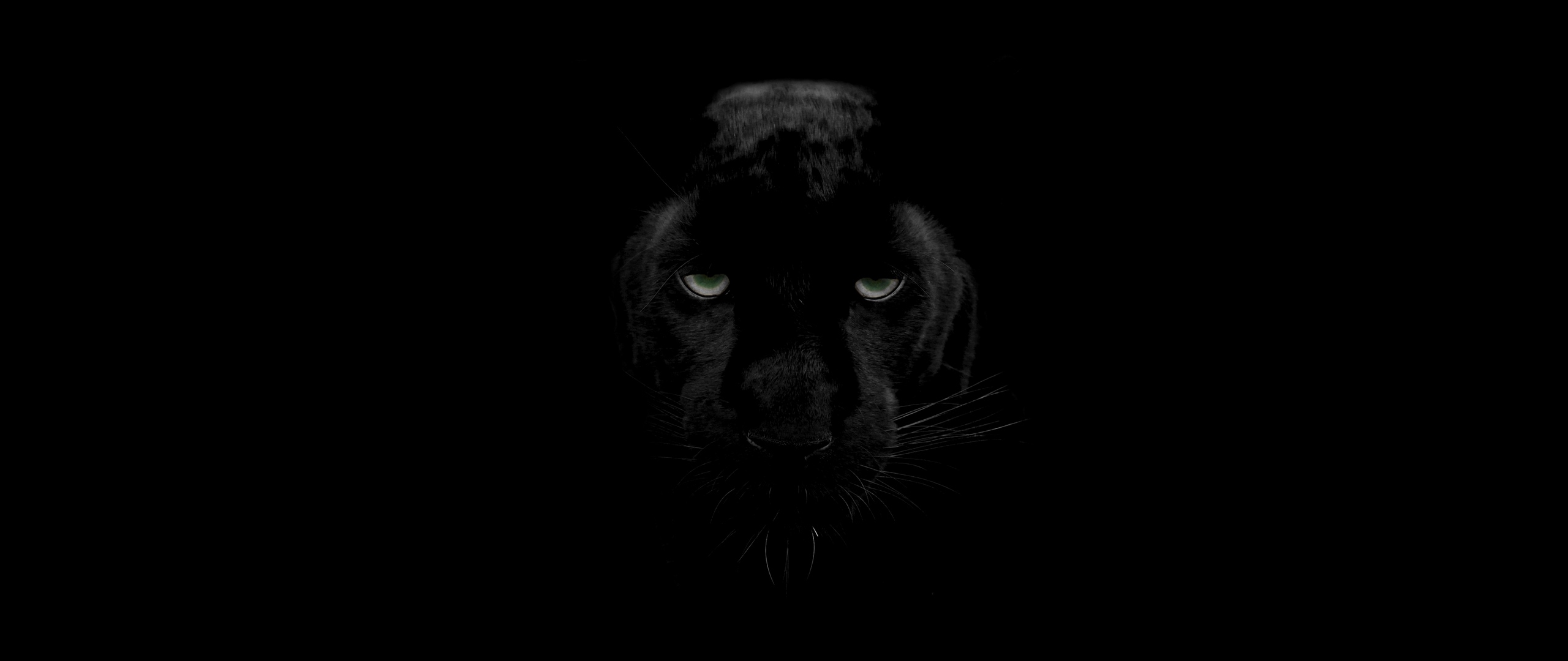 Wallpaper Panther, Predator, Big Cat, Wildlife, Look - Big Cats - 2560x1080  Wallpaper 