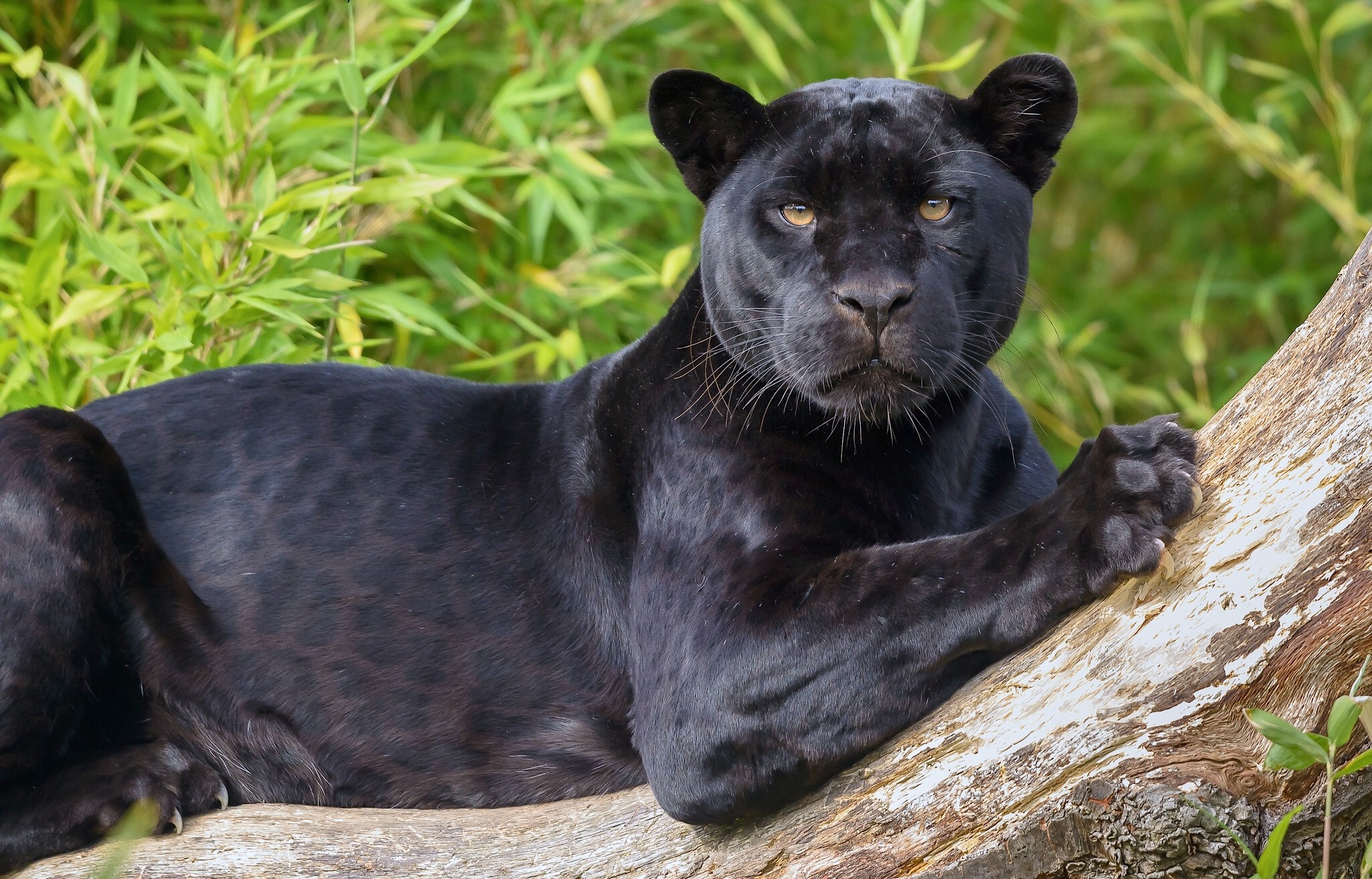 Animal Black Panther - HD Wallpaper 