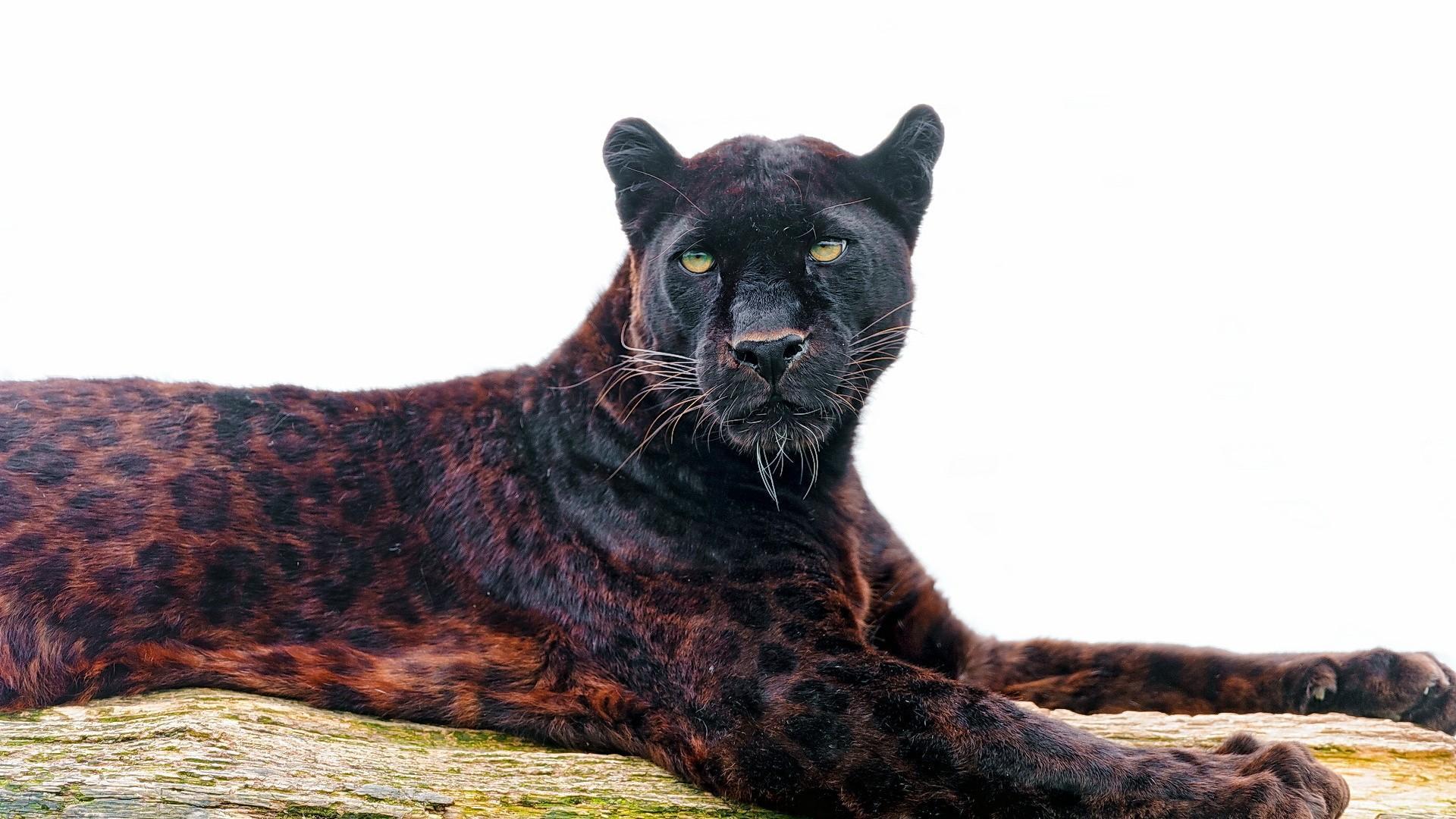 Animal Black Panther Wallpaper Ch06b - Jaguar Black Panther Animal - HD Wallpaper 