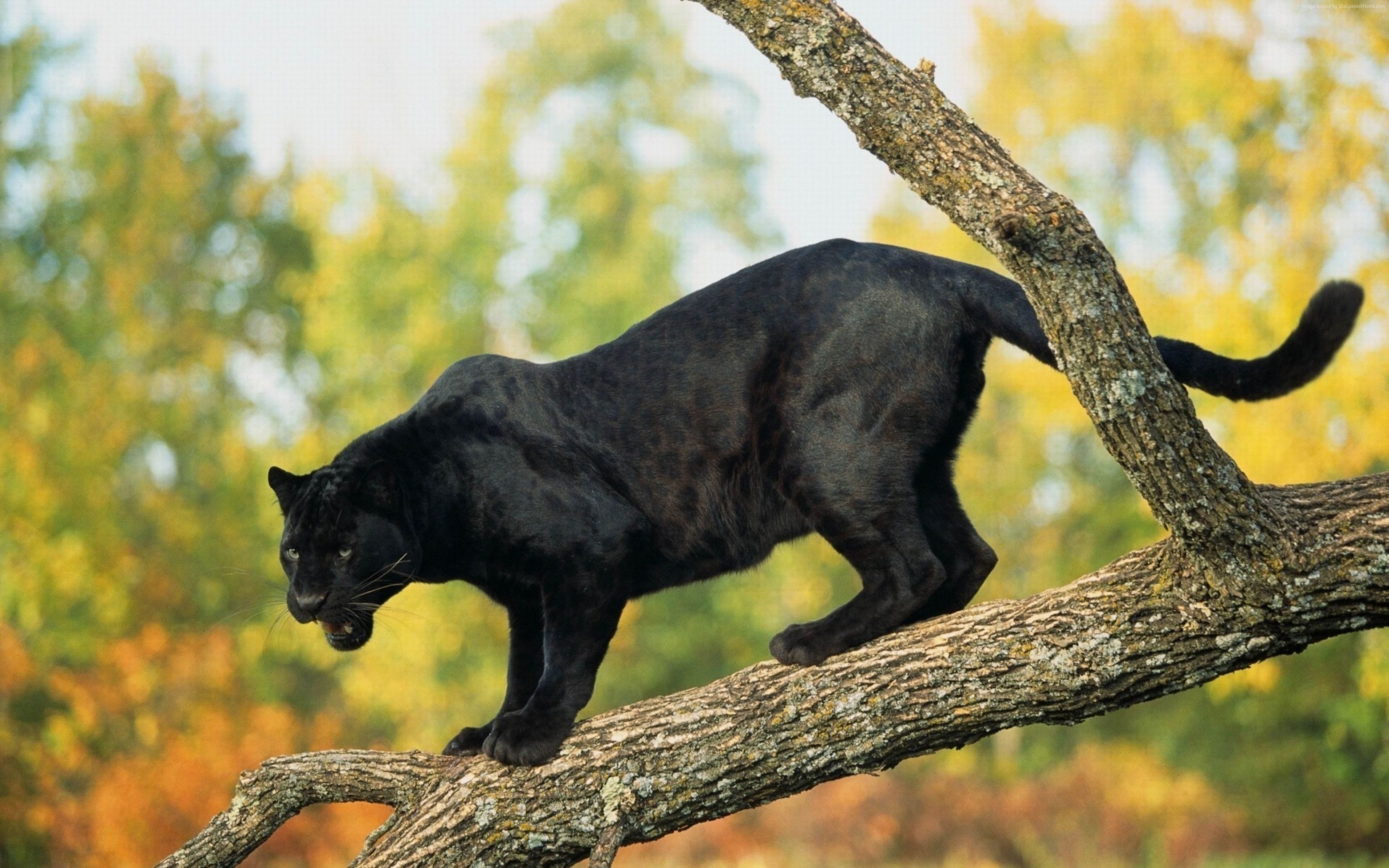 Black Jaguar Tree - HD Wallpaper 