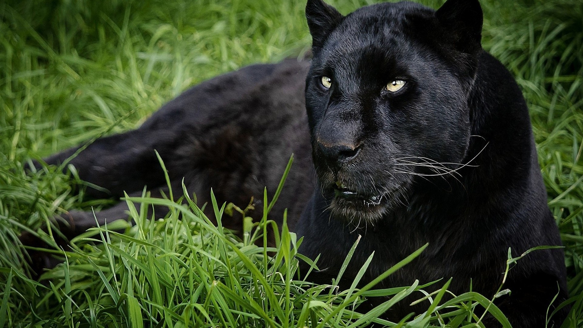 Animals, Black Panther Photo - Cool Wallpapers Animals Resolution 1024 768 All - 1920x1080 ...