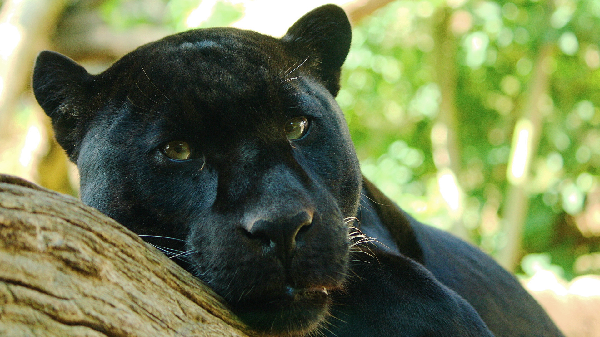 Black Panther Animal Cover - HD Wallpaper 