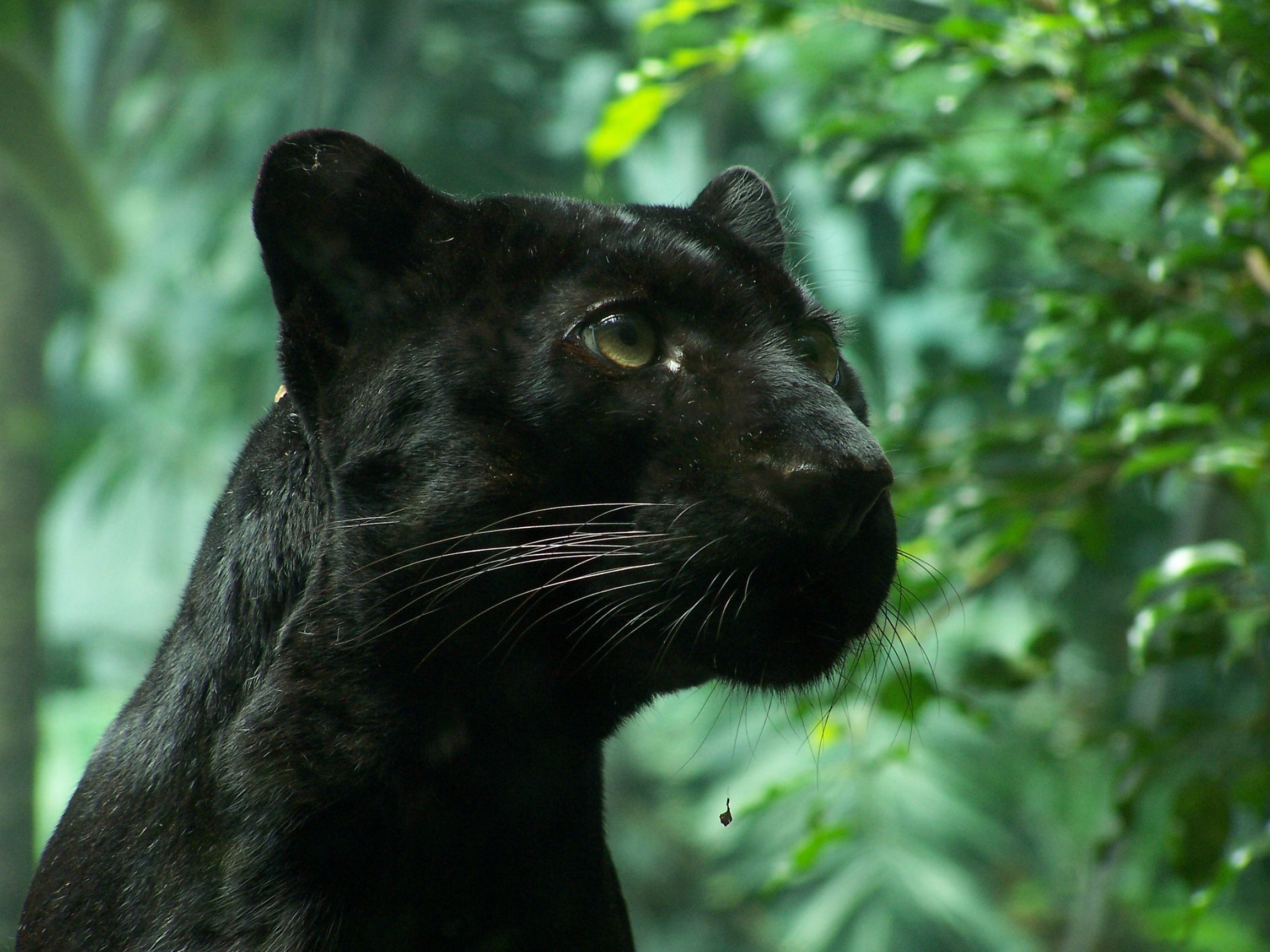 Nature Animals Panthers Black Panther - Black Panther In Nature - HD Wallpaper 