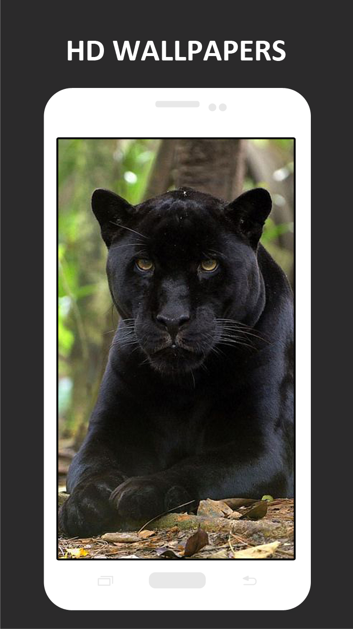 Yana Puma - HD Wallpaper 