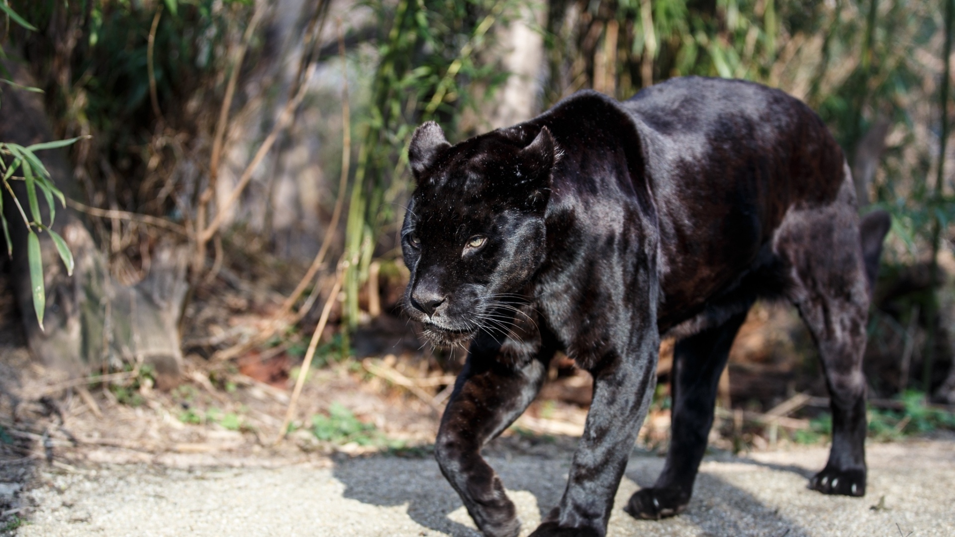 Black Panther Wide Wallpaper - Pretty Backgrounds Wild Animals - HD Wallpaper 