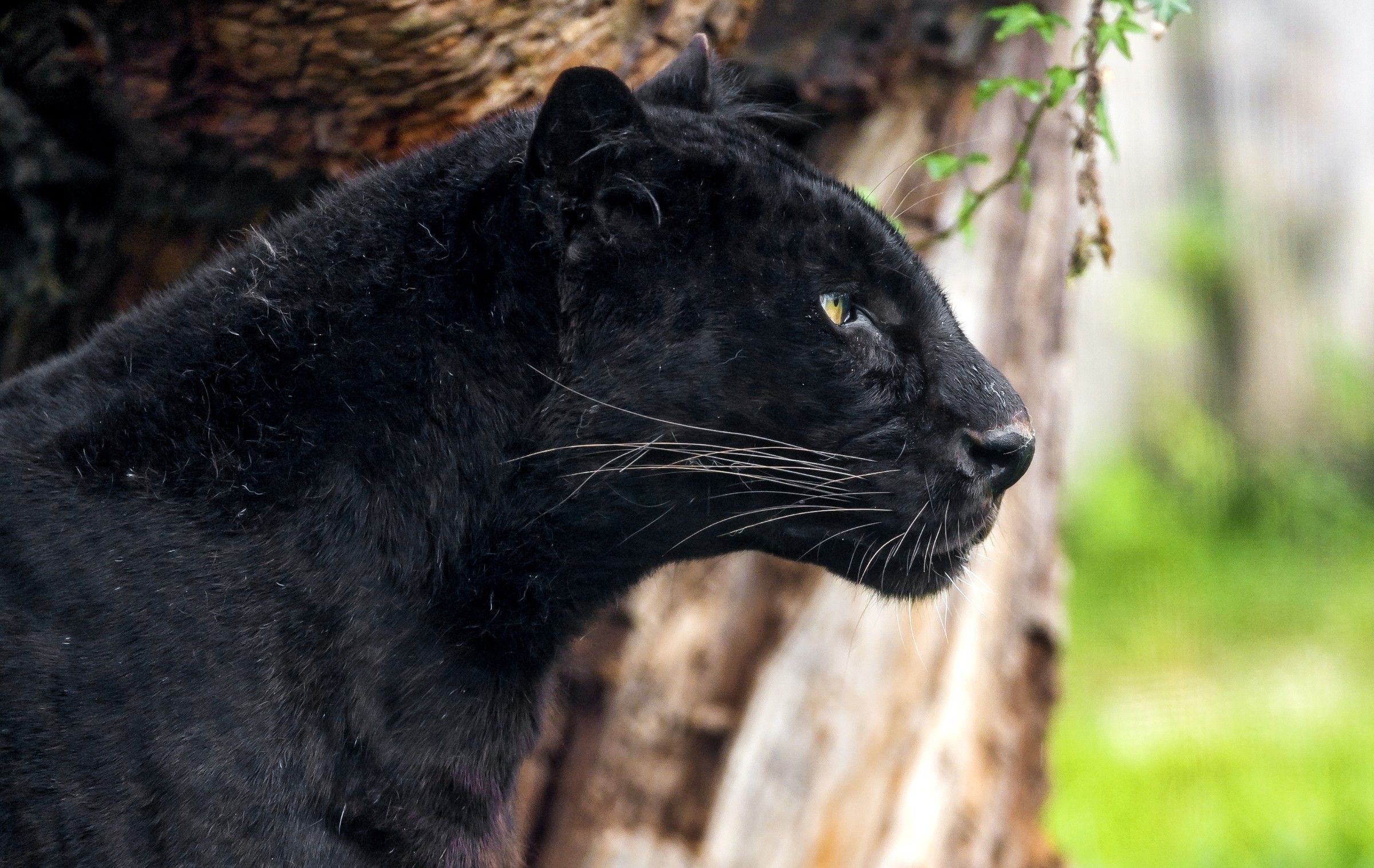 Black Panther Animal Profile - 2400x1516 Wallpaper 